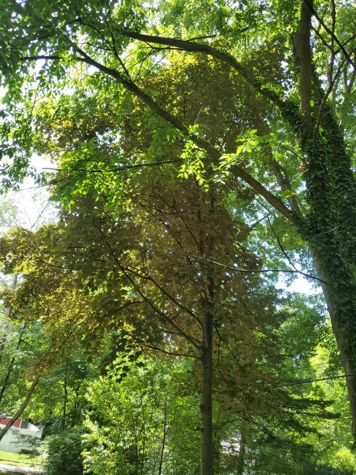 Tree Removal using Tree Removal by Mike Jones & Sons Tree Service LLC 