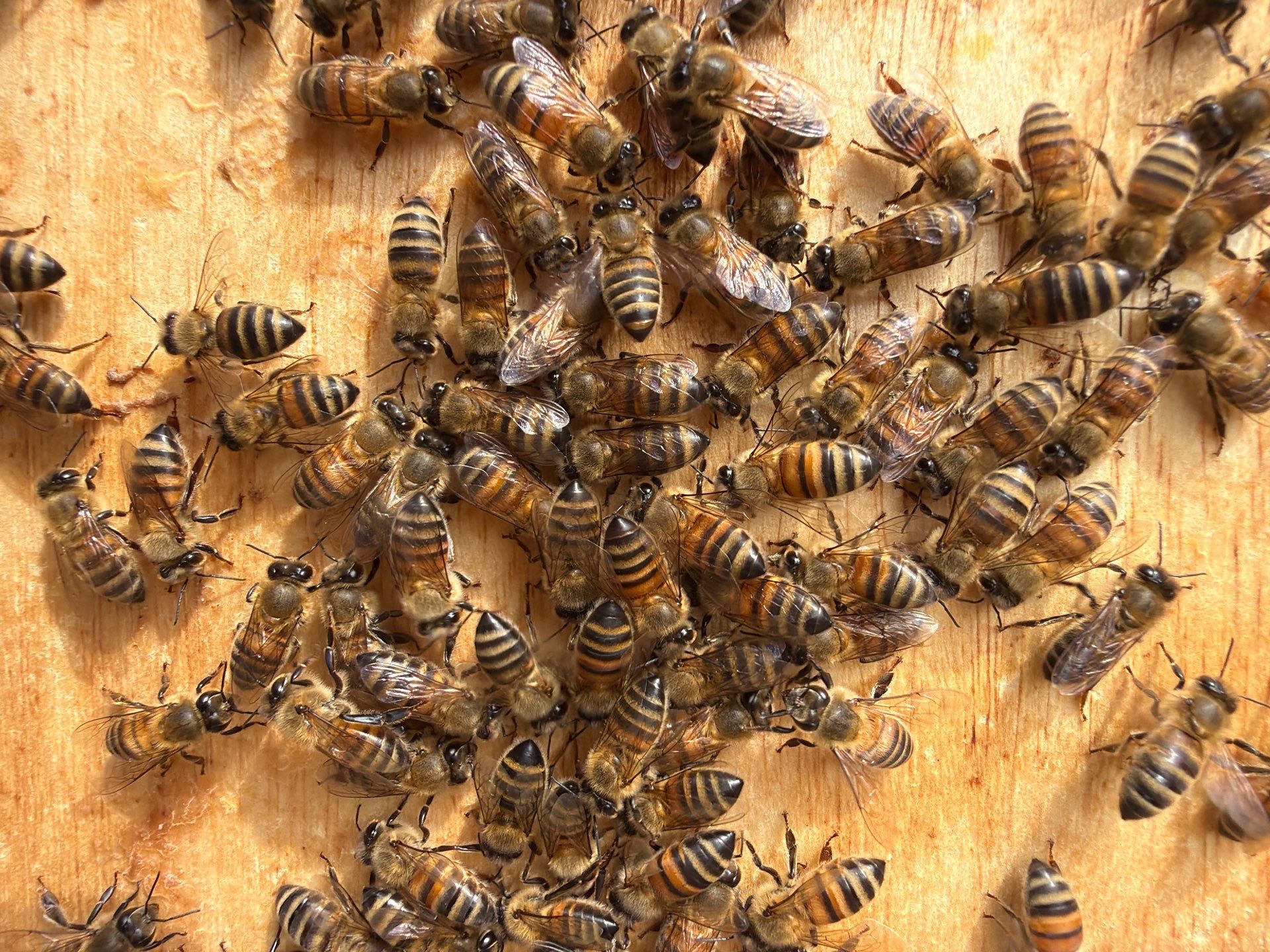 Happy Parking Lot Bee Hive by Rockwall Honey Bee Company