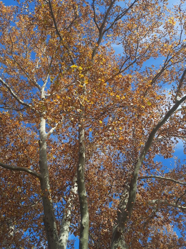 Tree Trimming using Tree Pruing by Mike Jones & Sons Tree Service LLC 