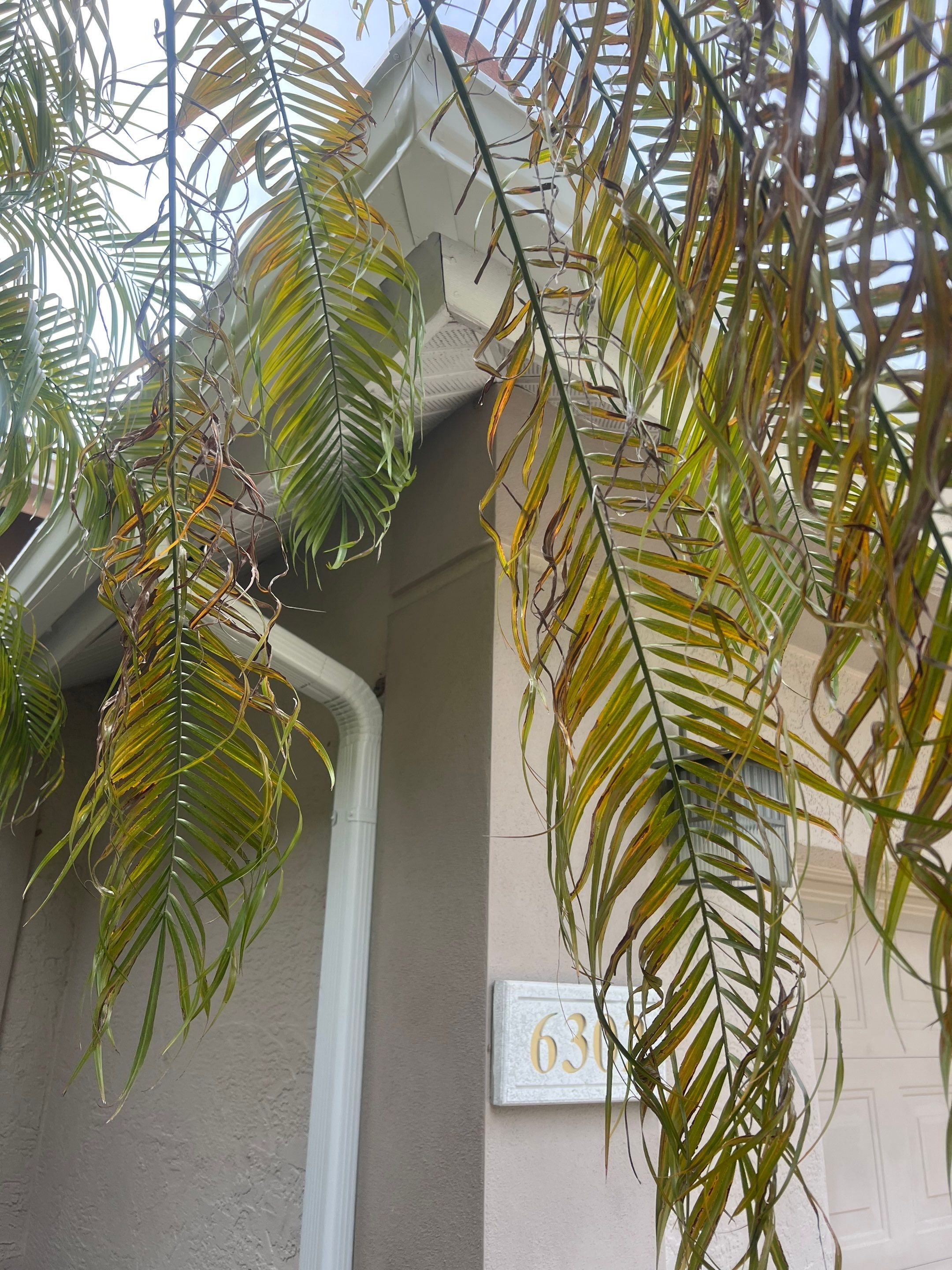 6-inch White Seamless Gutters Installation by Gutter Professors