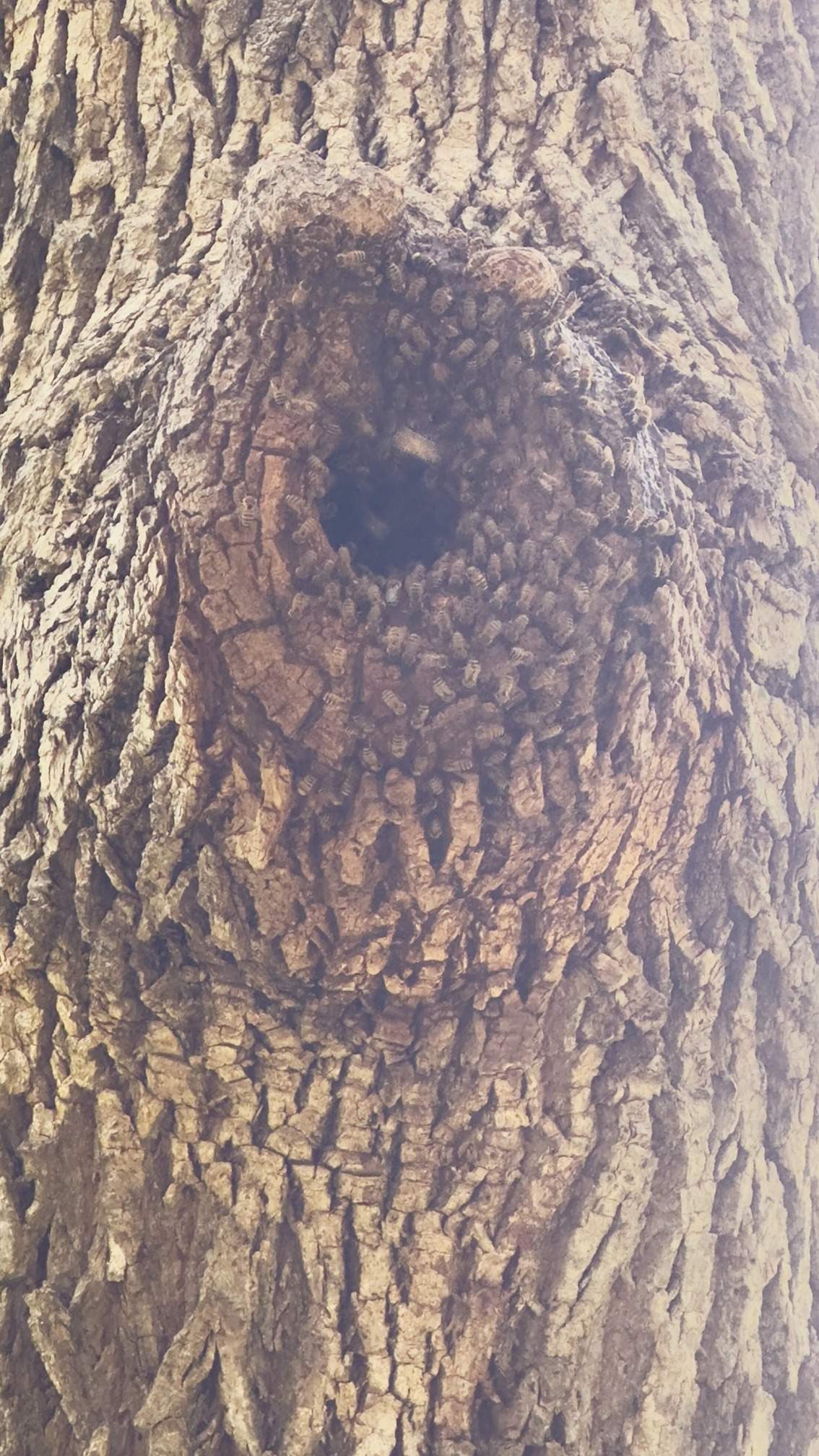 Two Trees One Yard by Rockwall Honey Bee Company