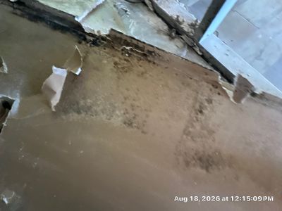 Mold Remediation — Bonita Springs, FL