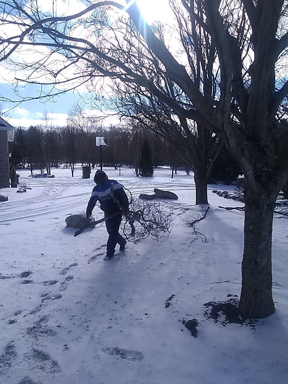 Tree Trimming using Tree Pruing by Mike Jones & Sons Tree Service LLC 