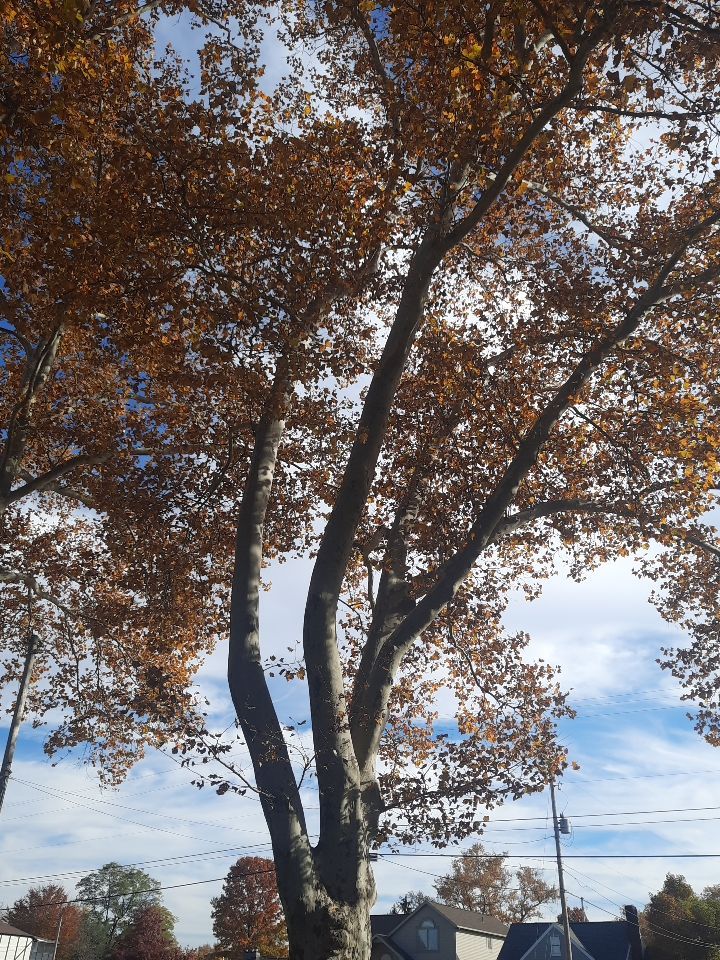 Tree Trimming using Tree Pruing by Mike Jones & Sons Tree Service LLC 