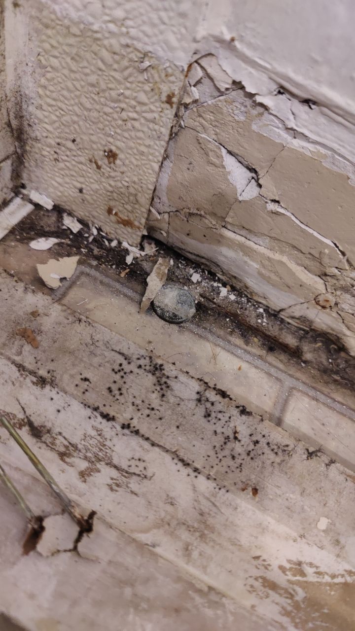 Mold Remediation by Accountable Home Services