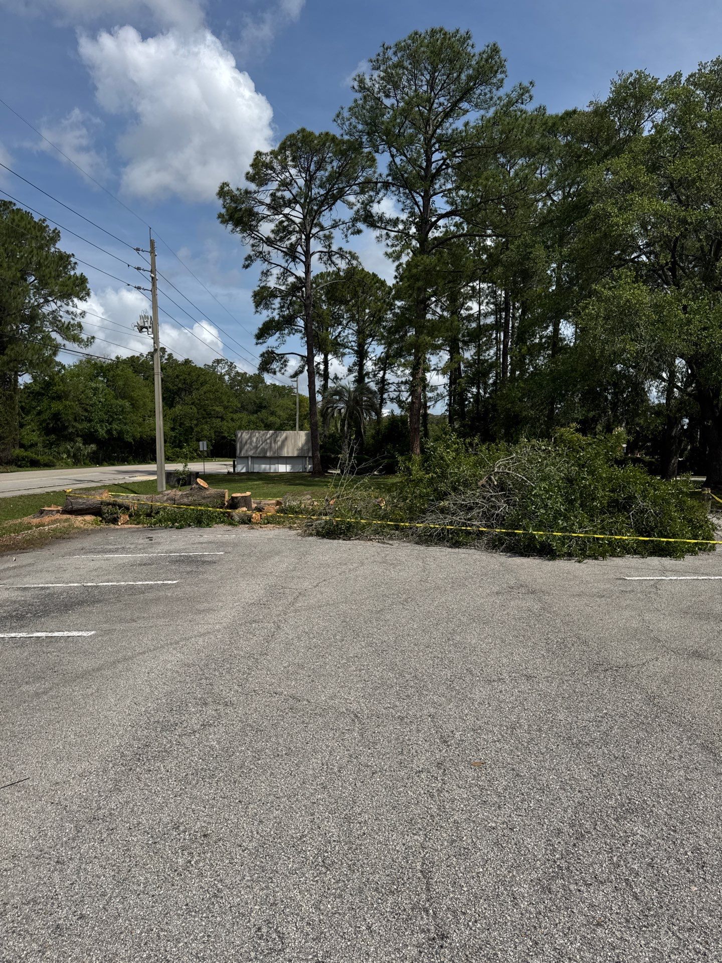 Commercial | Tree Removal by ProGreen Services