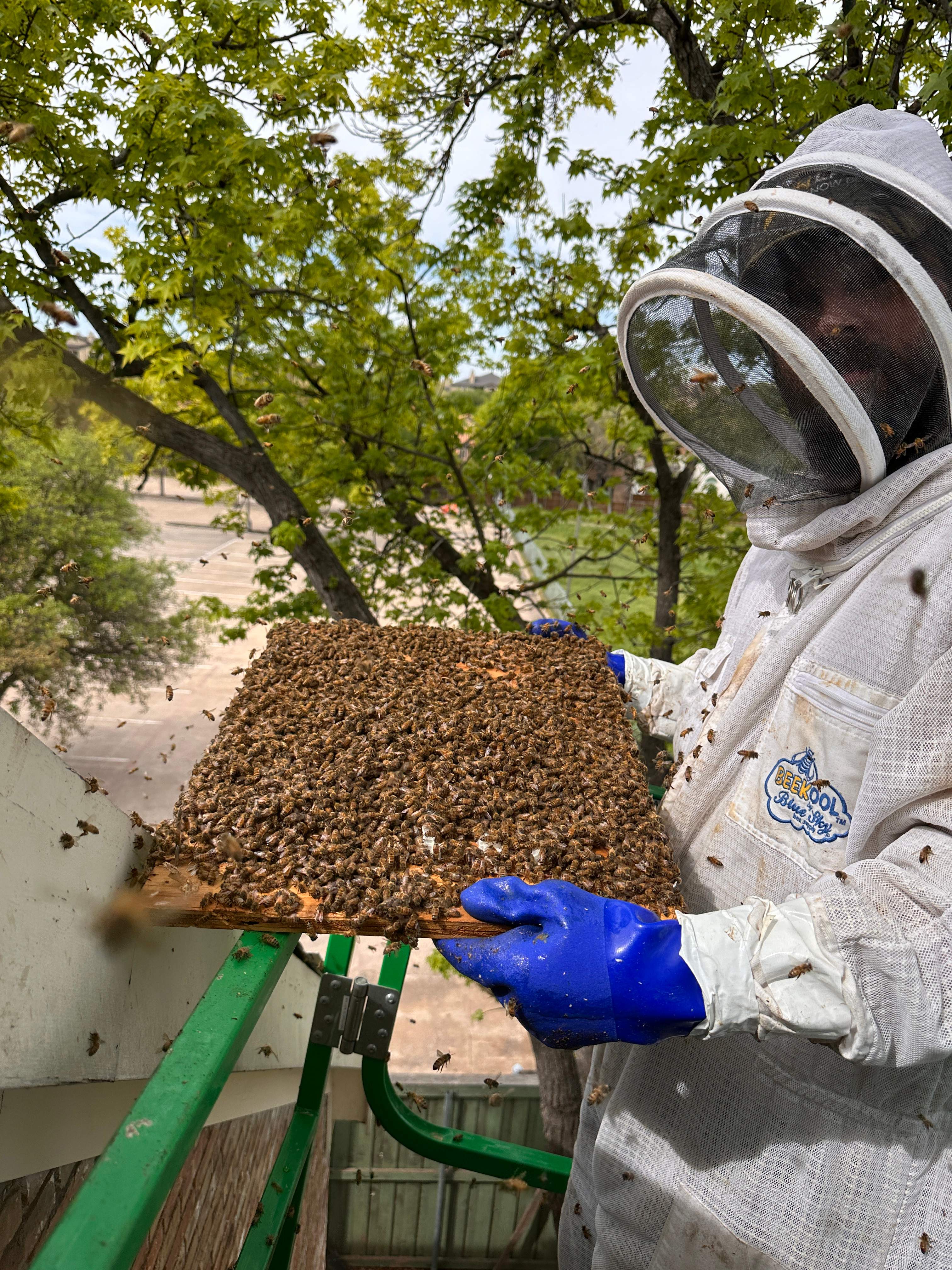 Commercial Roof by Rockwall Honey Bee Company