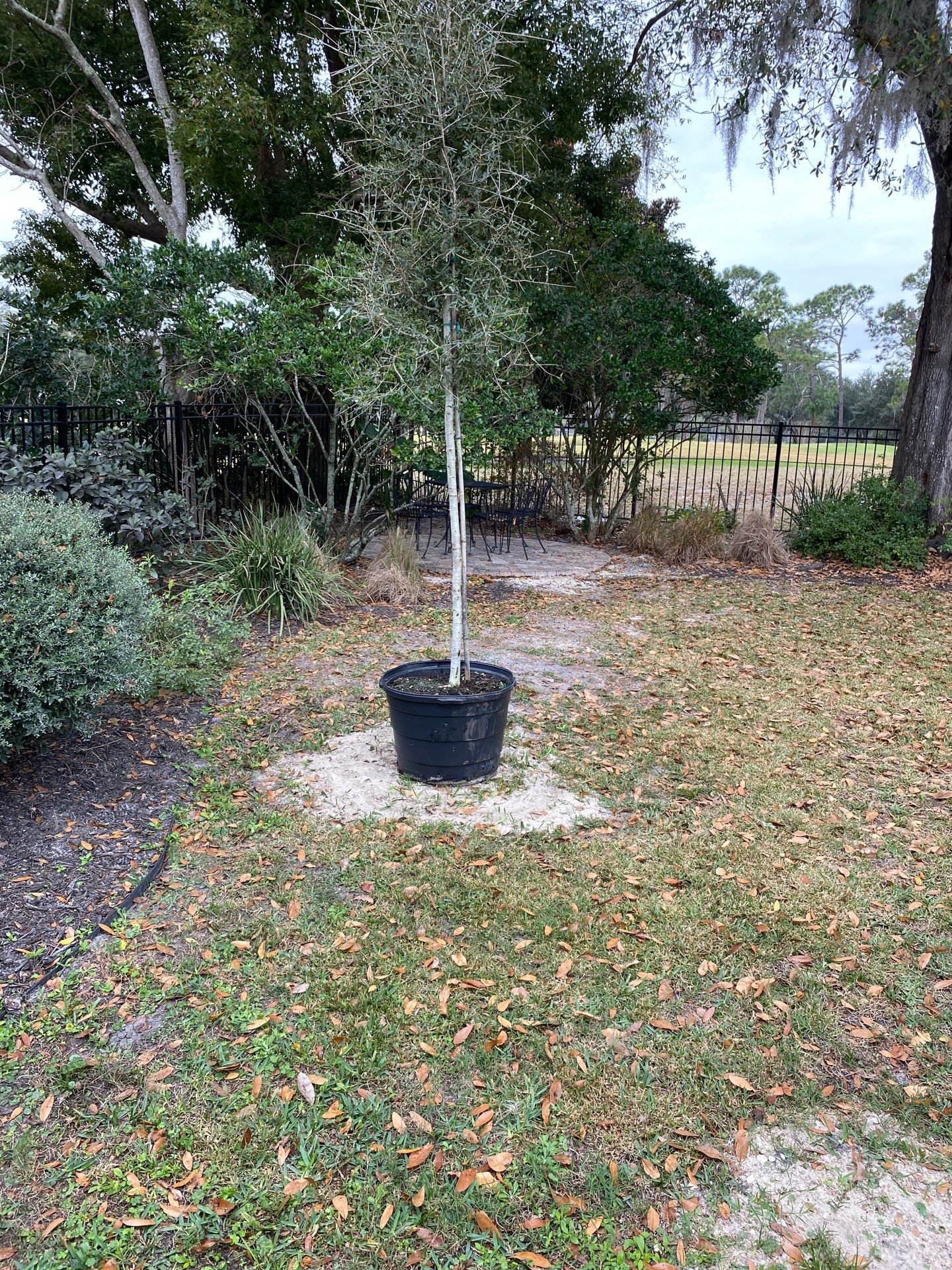Deerwood | Live Oak Planting Project  by ProGreen Services