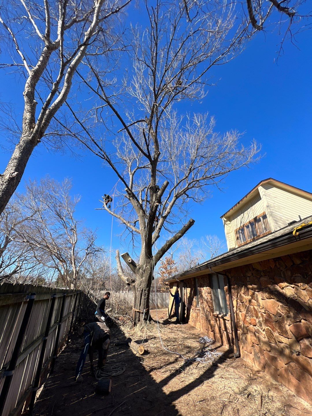 Large Oak Removal by Clays Services Inc