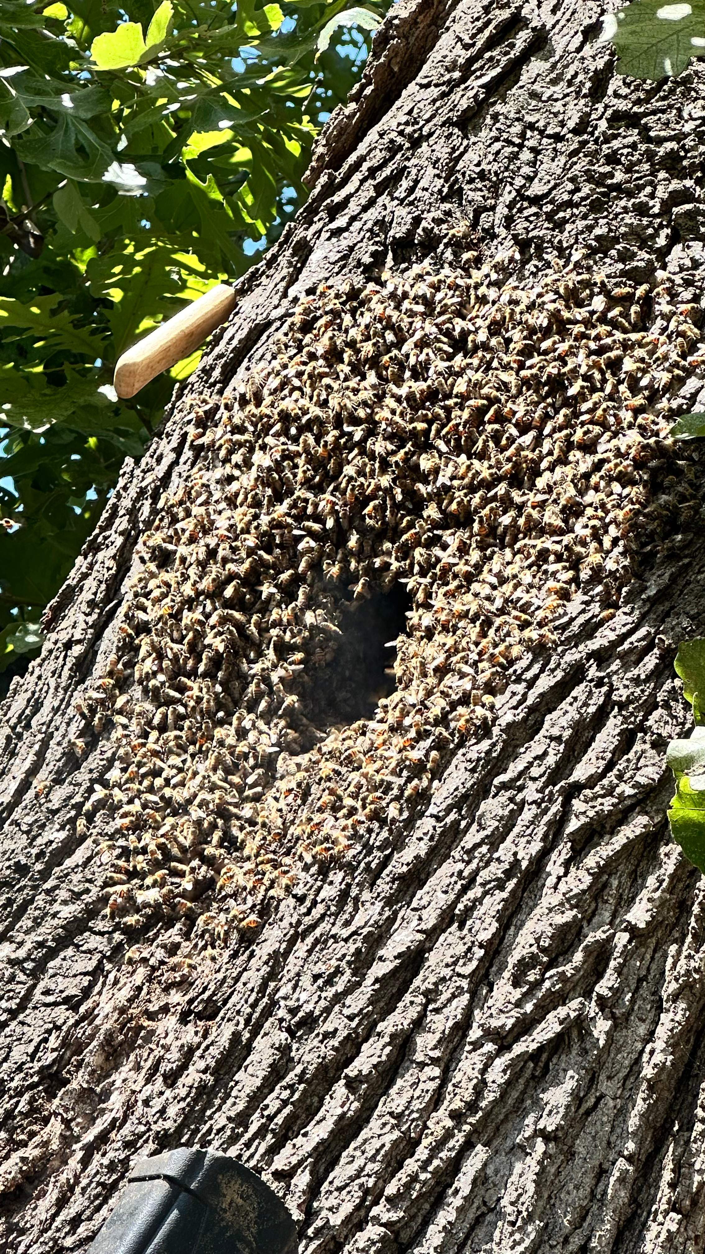 Tight Squeeze by Rockwall Honey Bee Company