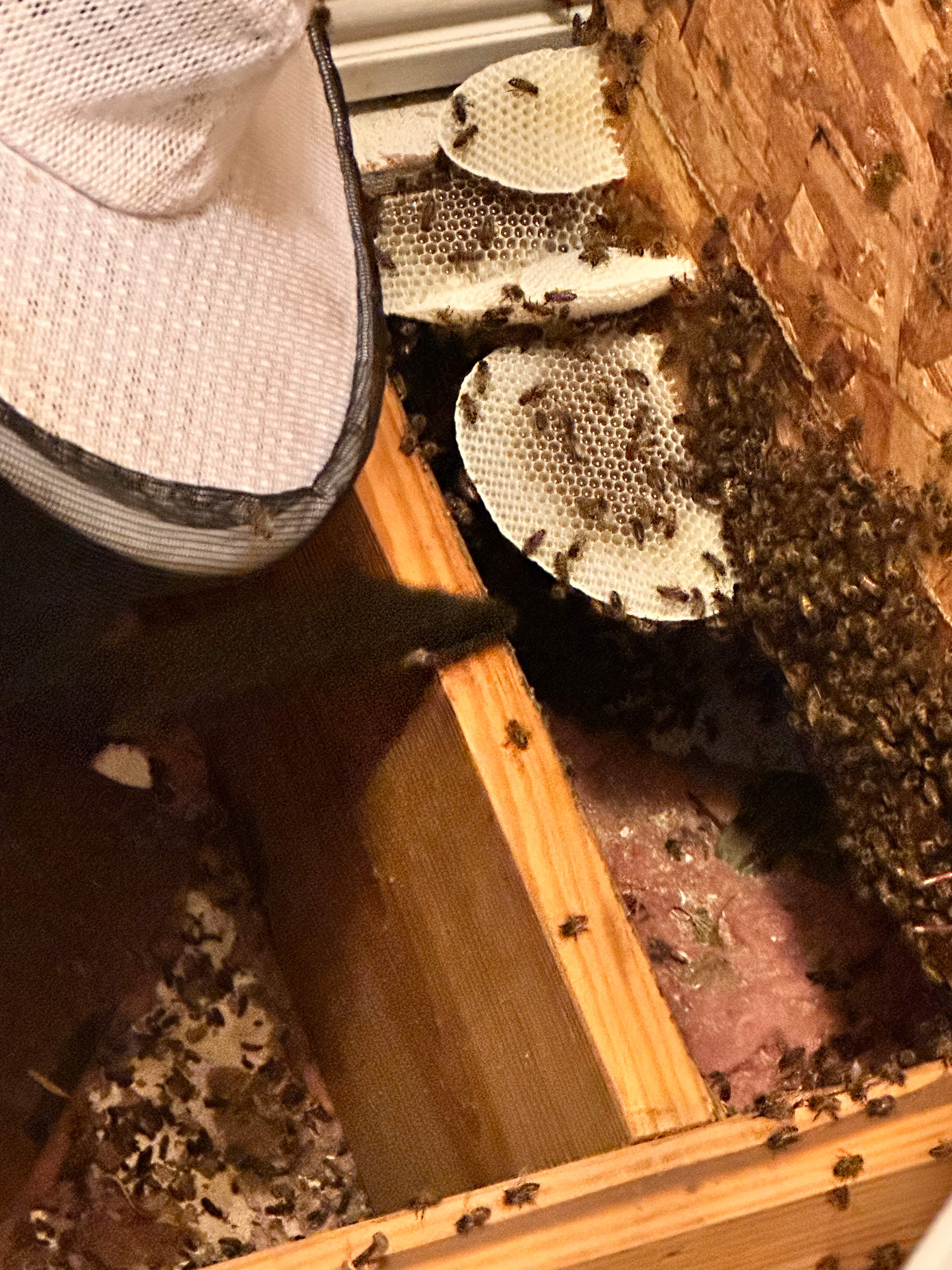 Floored! by Rockwall Honey Bee Company