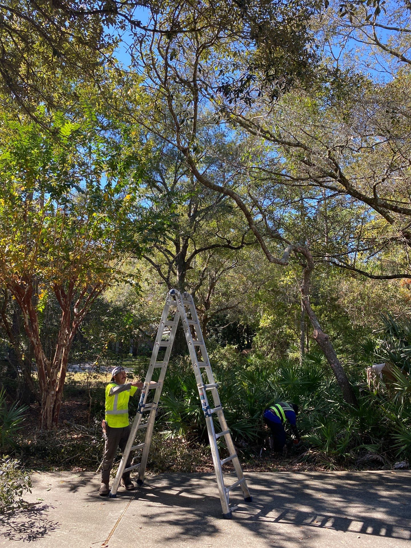 Deerwood Residence | Tree Work by ProGreen Services