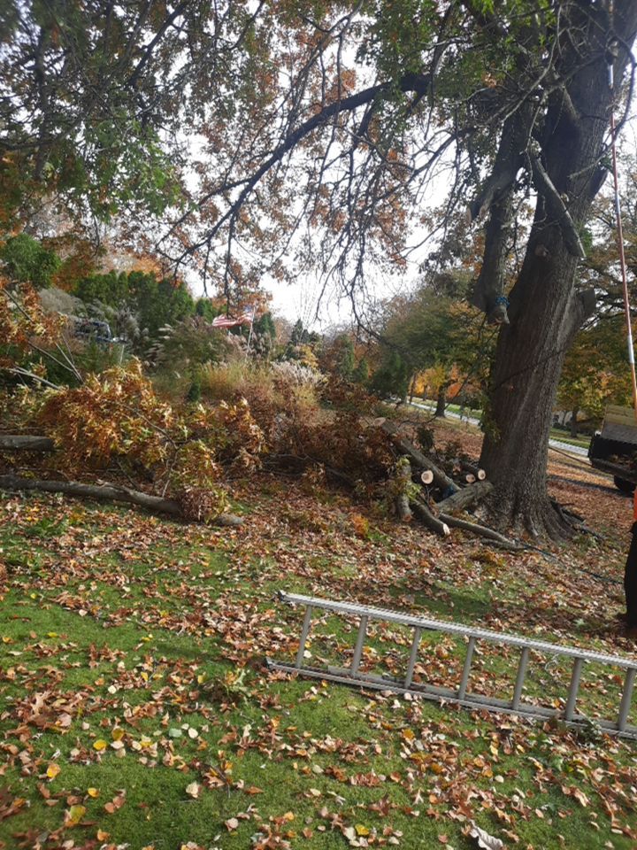 Tree Removal using Tree Removal by Mike Jones & Sons Tree Service LLC 