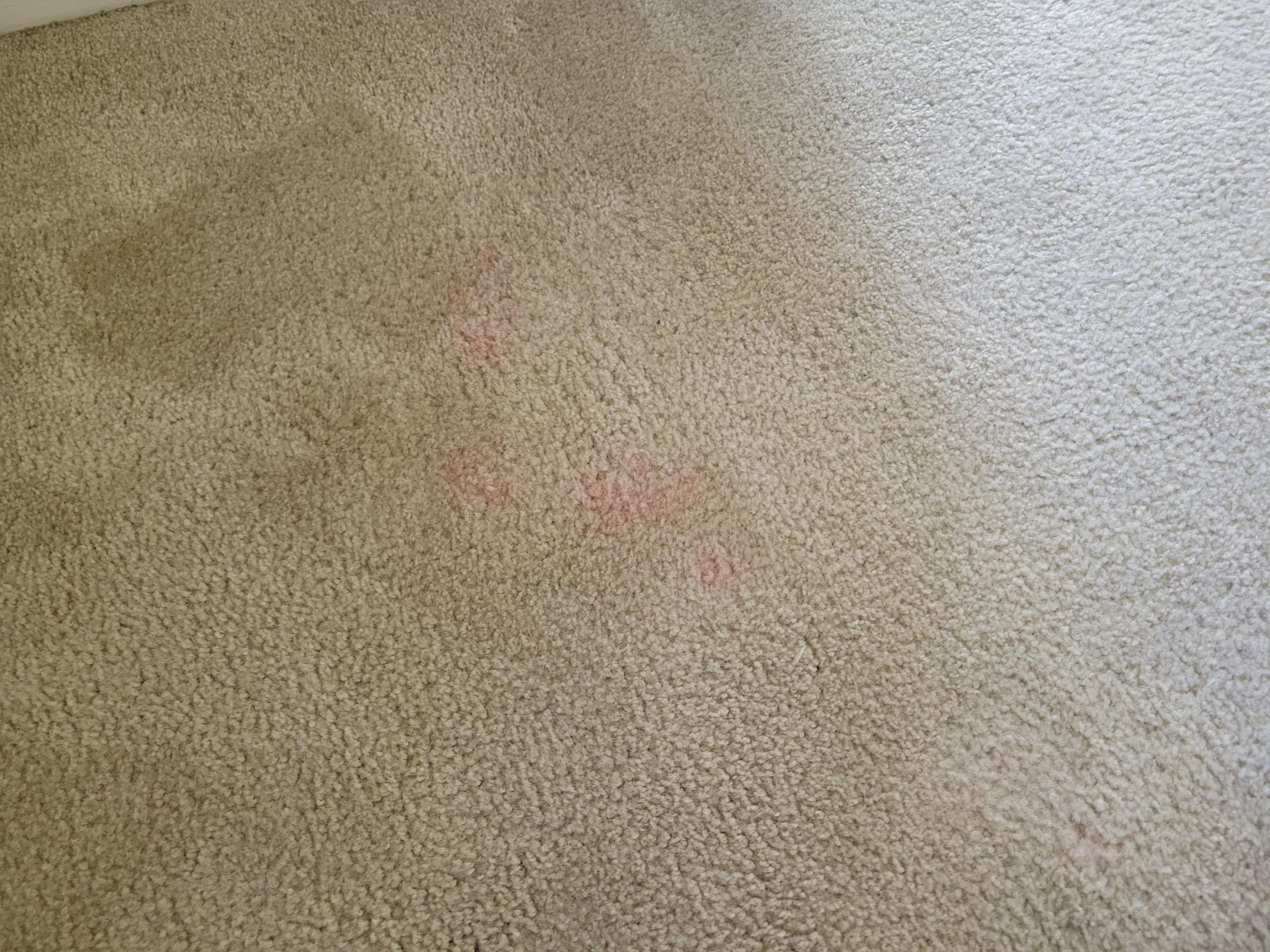 Carpet Cleaning & Stain Removal by Ardent Carpet Restore LLC
