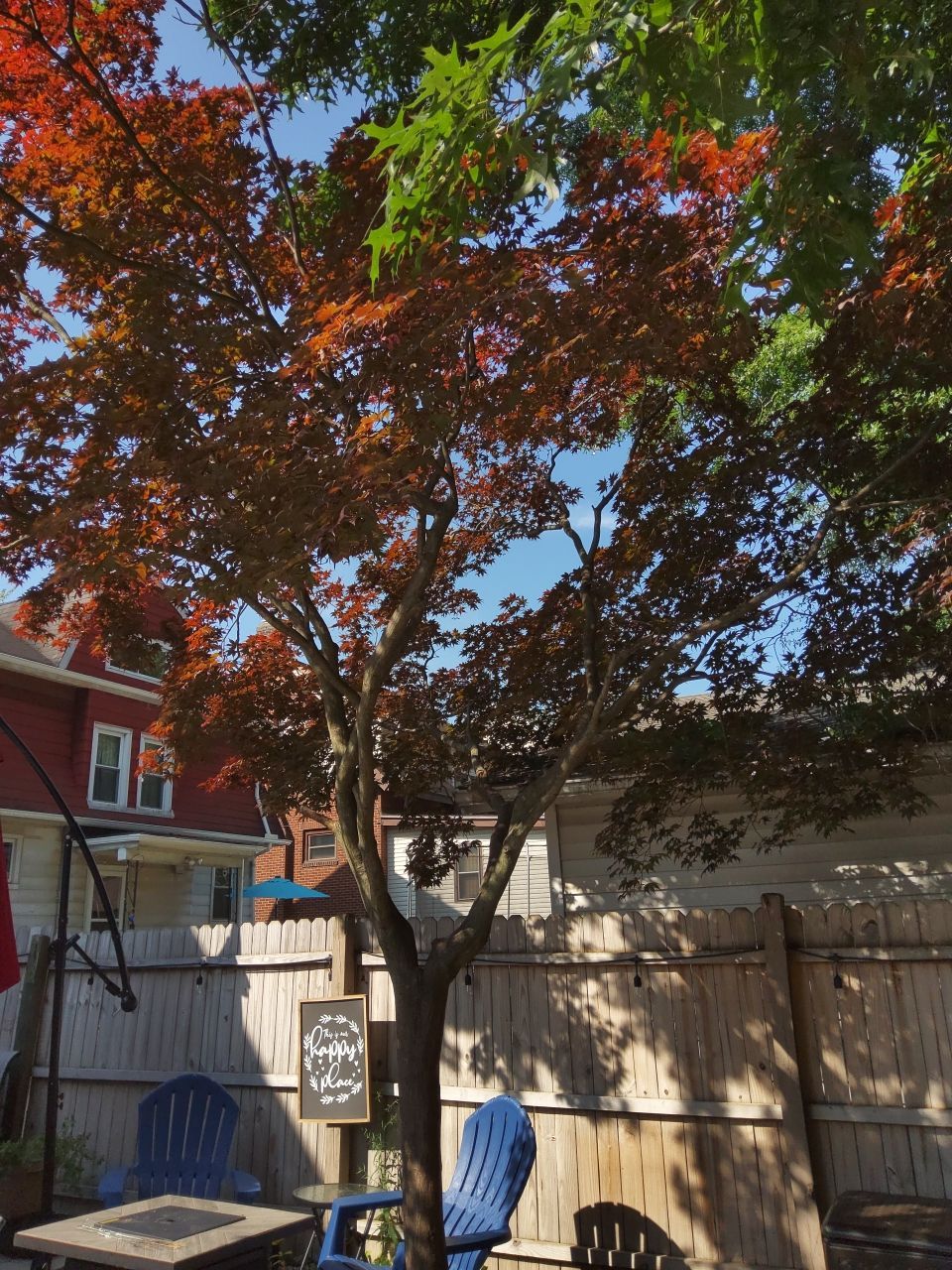 Tree Trimming using Tree Pruing by Mike Jones & Sons Tree Service LLC 