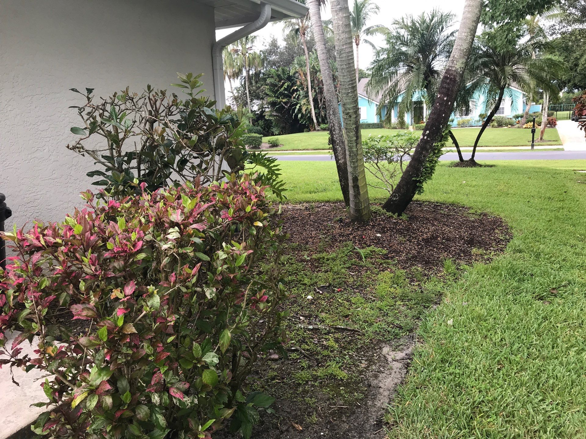 🌴 Landscape Removal and Install in Palm City by Alpha Zeta Enterprises Inc