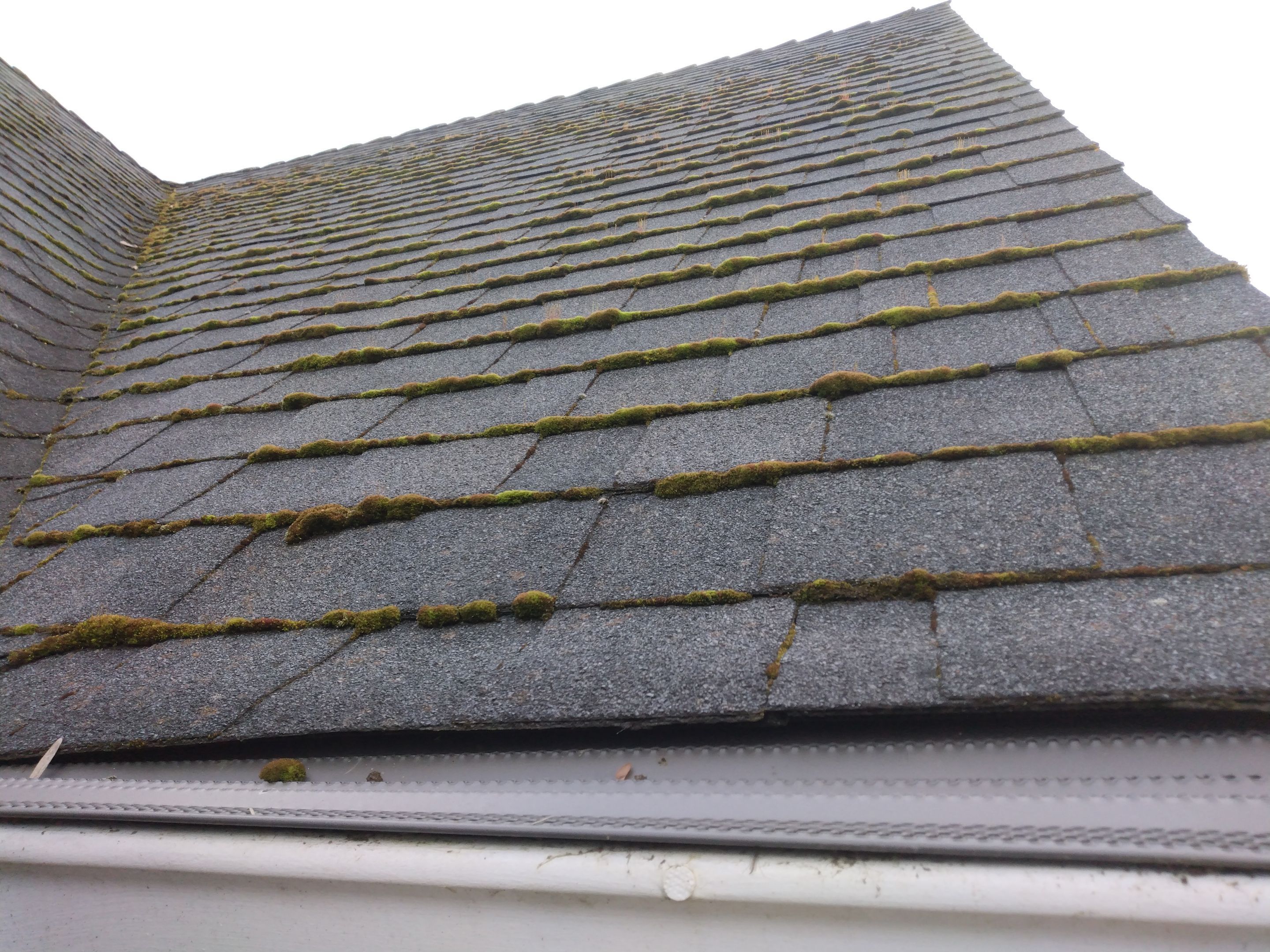 Roof Cleaning  using Moss Treatment  by BEST Roofing & Waterproofing
