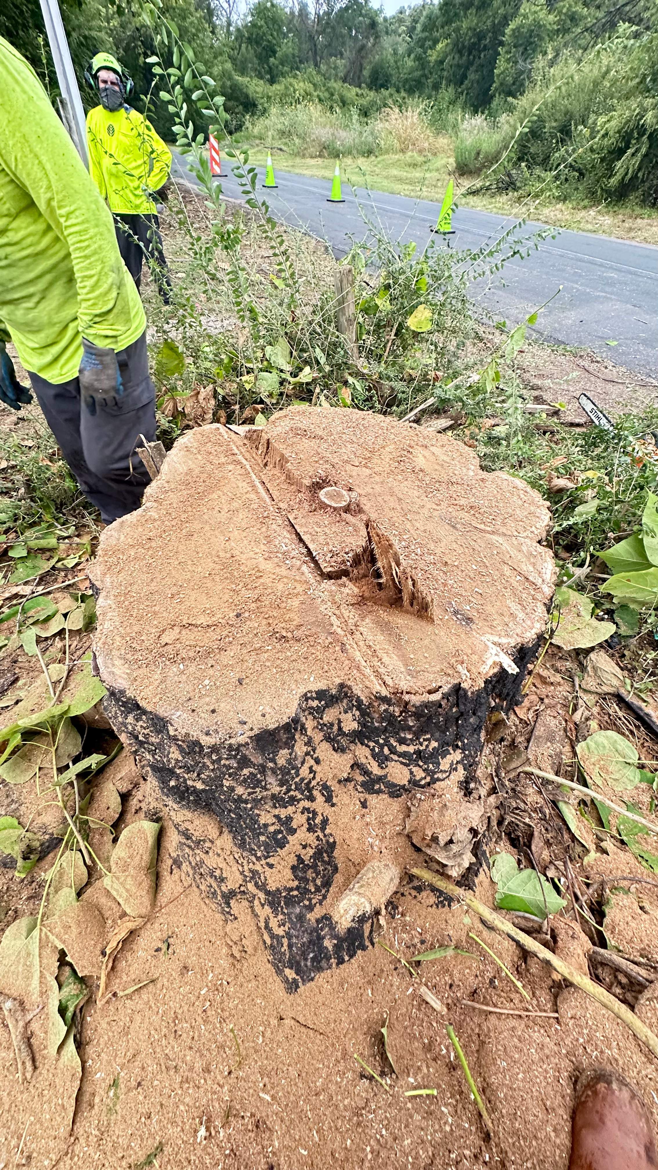 City Tree Company  by Rockwall Honey Bee Company