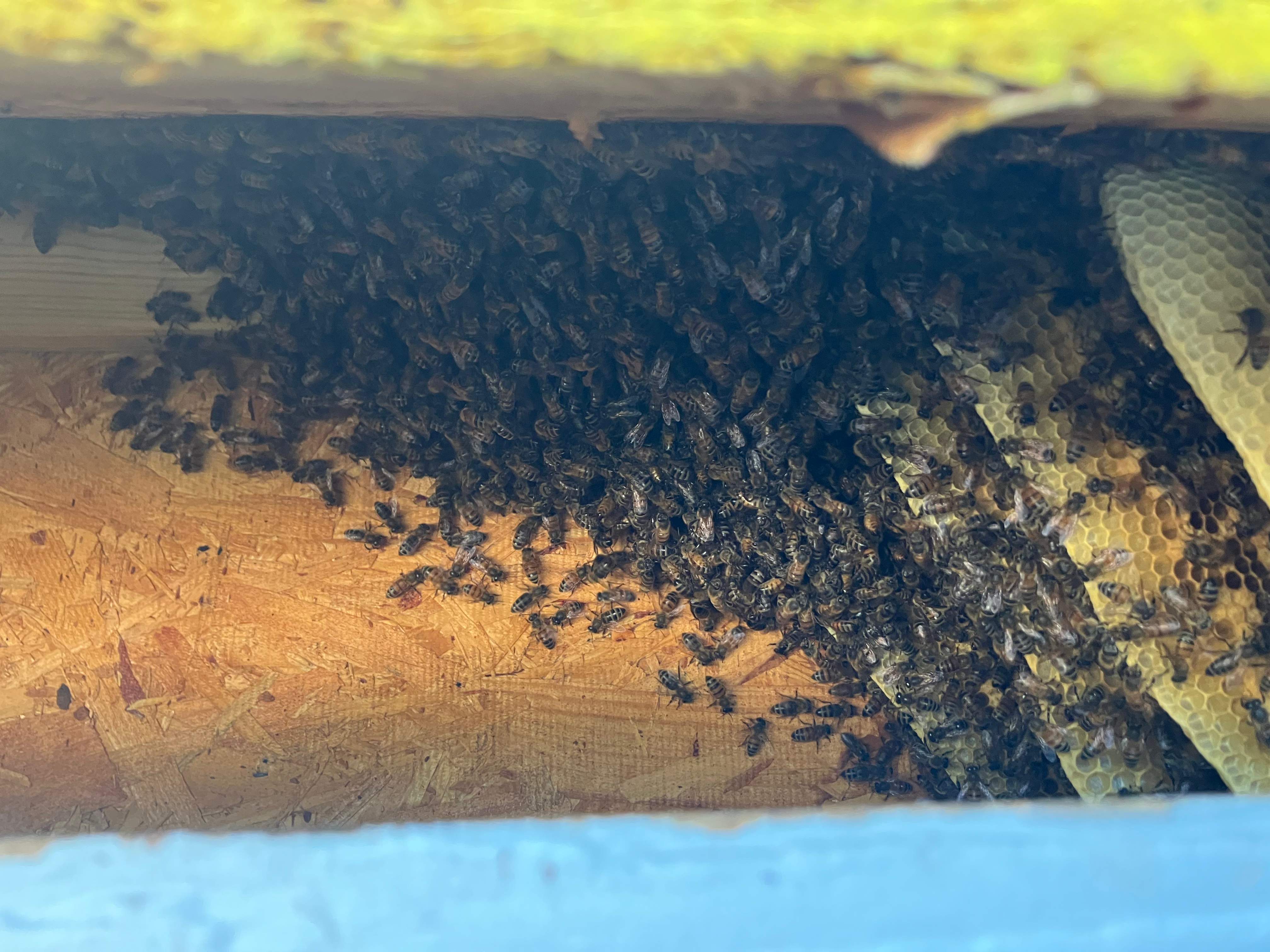 Dormer Window by Rockwall Honey Bee Company