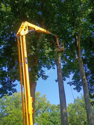 Tree Trimming & Tree Removal in Akron Ohio