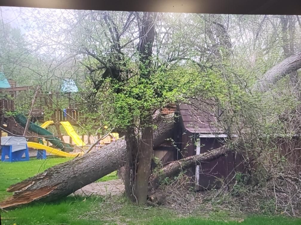 Tree Damage using Tree Removal by Mike Jones & Sons Tree Service LLC 