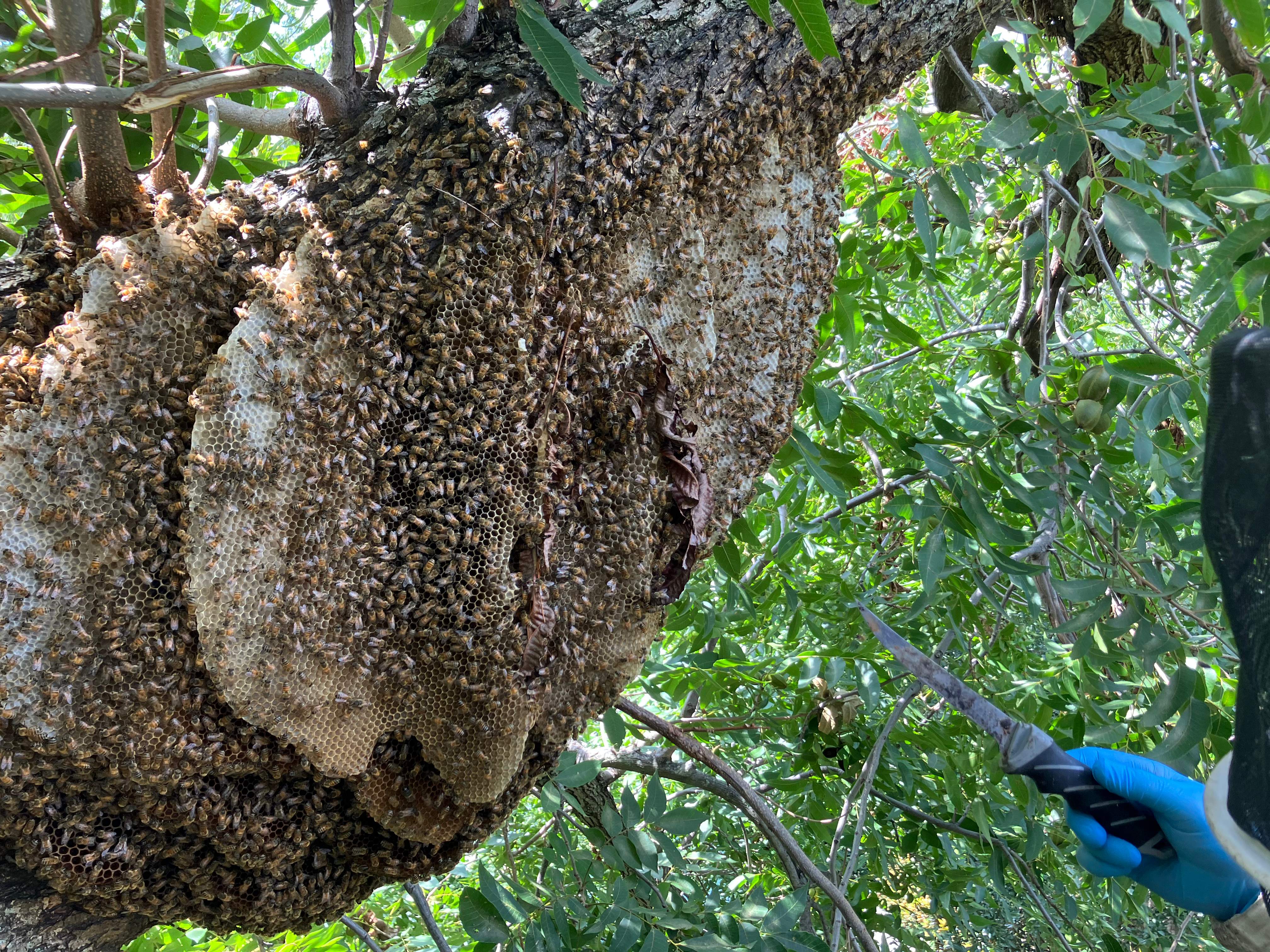 Open-Air Massive Colony by Rockwall Honey Bee Company