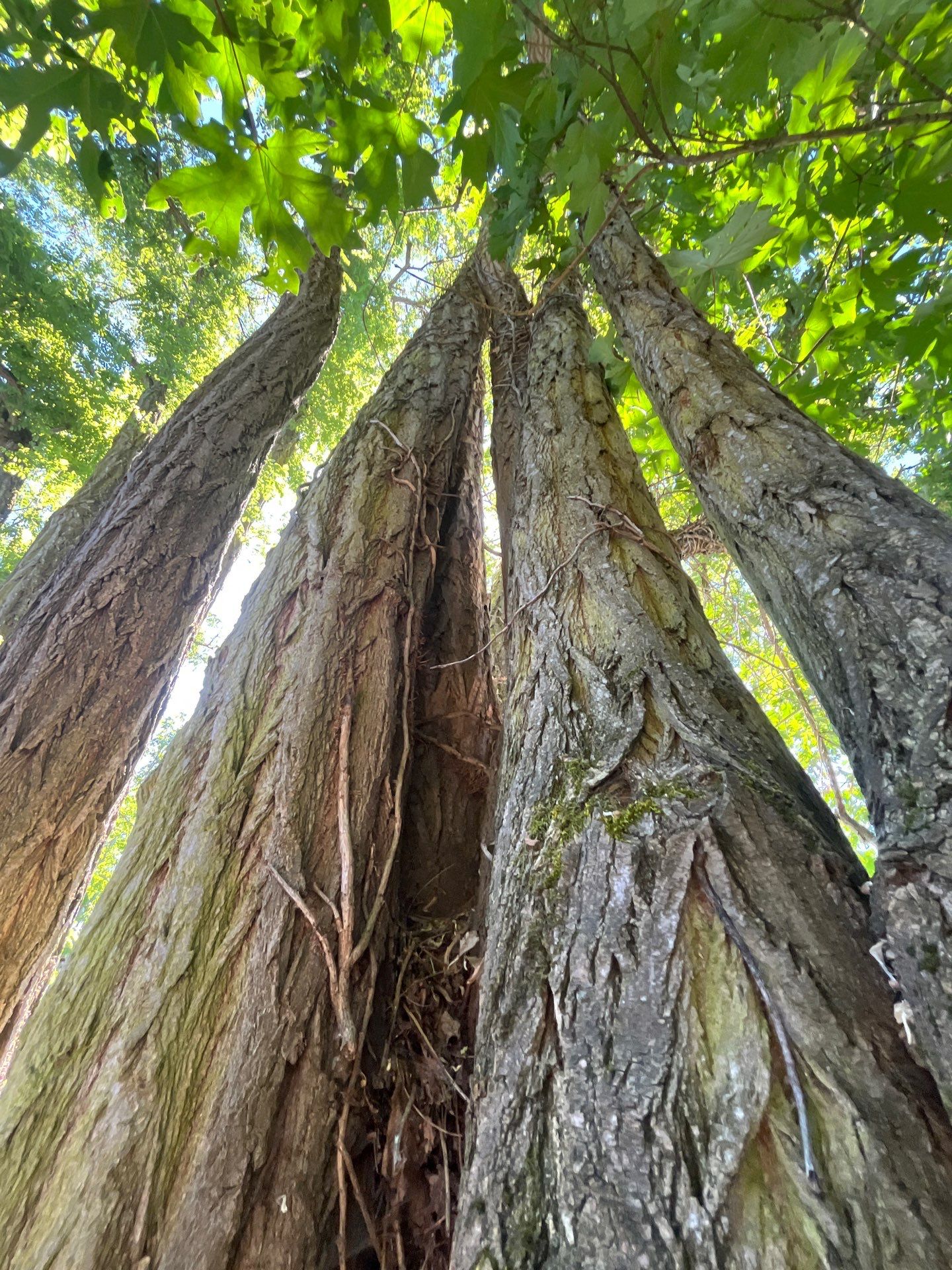 Seattle Hazardous Tree Removal Along Residential Street by Sound Tree Care LLC