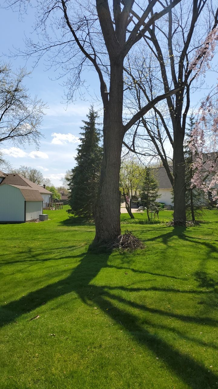 Tree Removal using Tree Removal by Mike Jones & Sons Tree Service LLC 