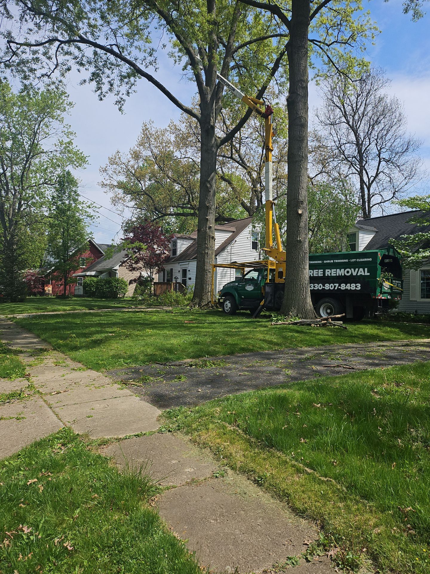 Tree Trimming using Tree Pruing by Mike Jones & Sons Tree Service LLC 