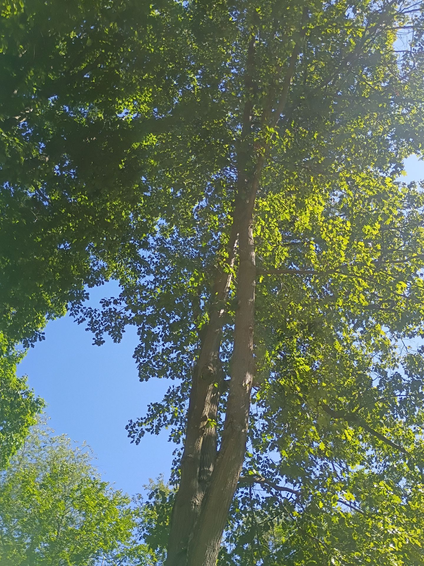 Tree Trimming & Tree Removal in Akron Ohio by Mike Jones & Sons Tree Service LLC 
