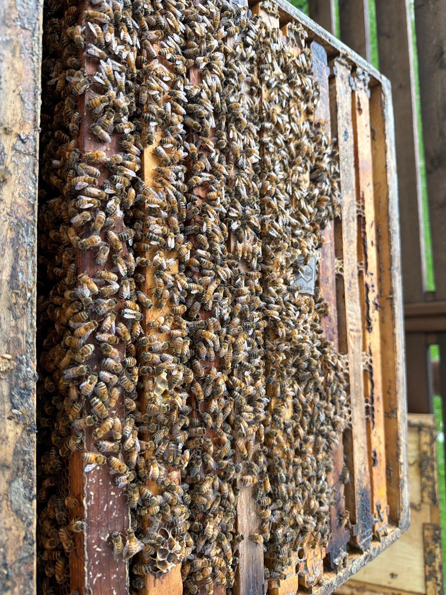 Urban Beekeeping in Dallas by Rockwall Honey Bee Company