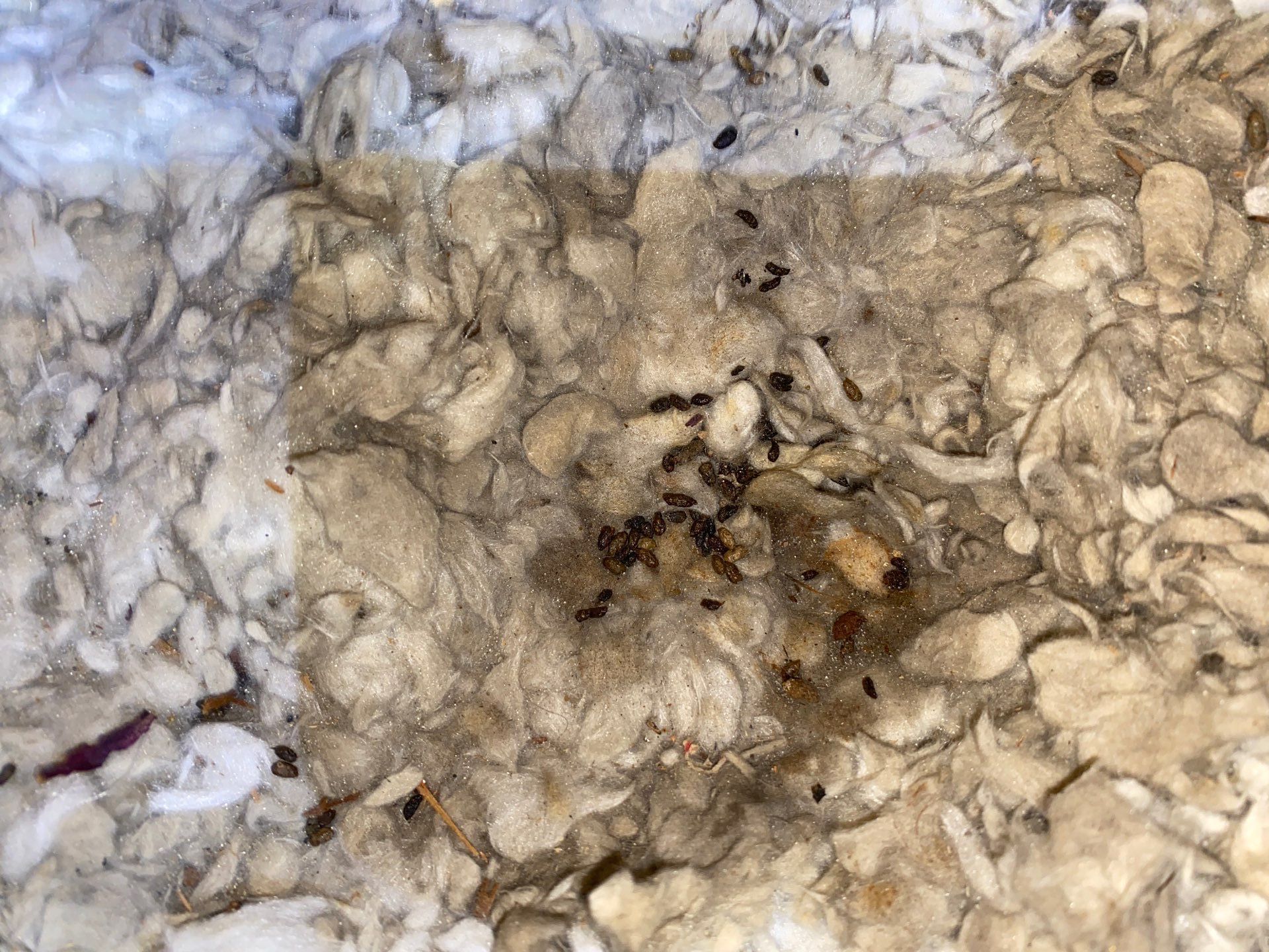 Attic sanitation and insulation upgrade in Moon Township, PA 15108 by Home Environment Solutions