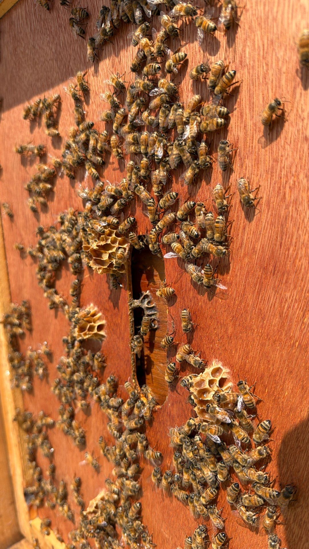 Downtown Dallas by Rockwall Honey Bee Company