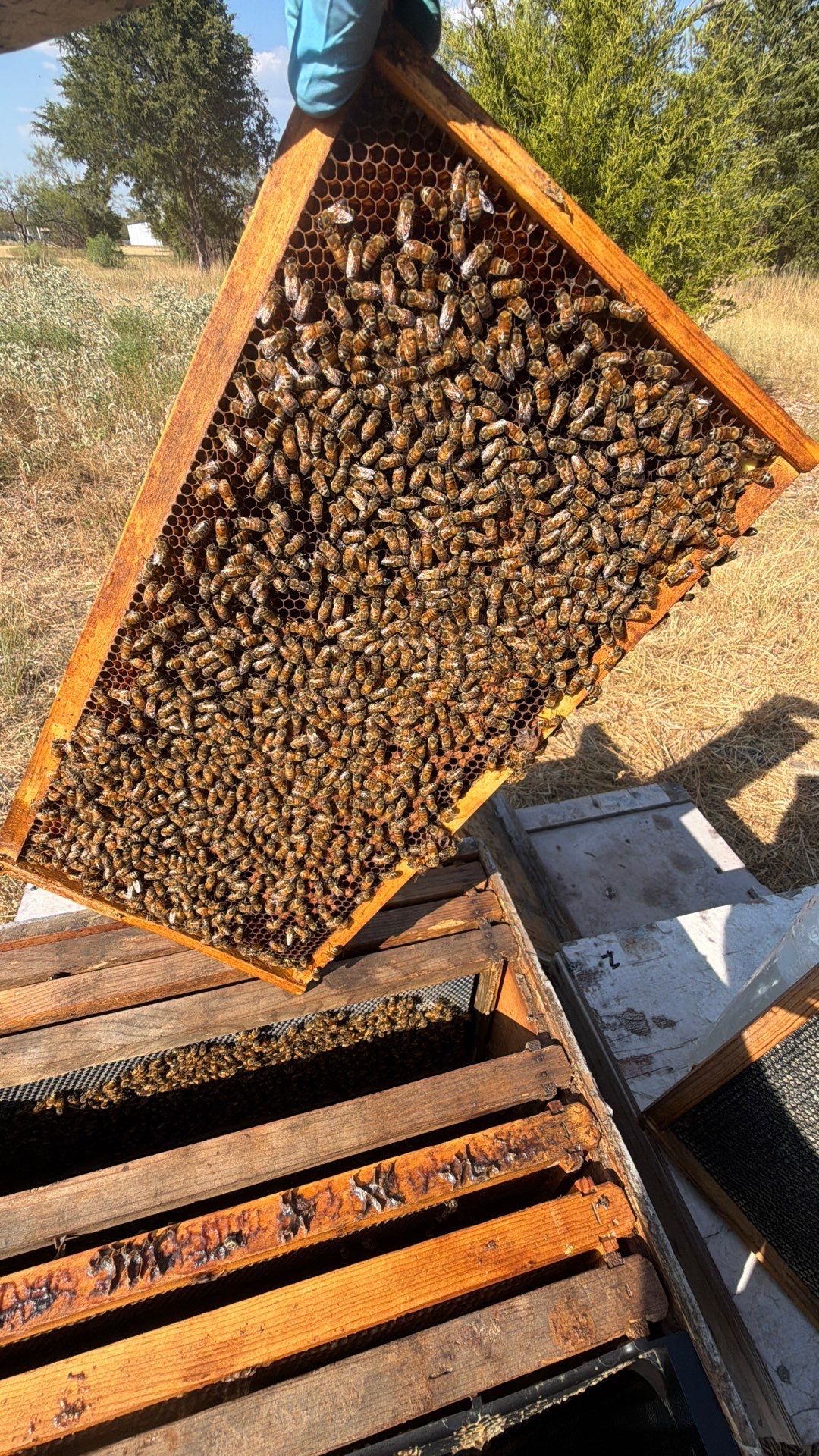 White Rock Tree by Rockwall Honey Bee Company