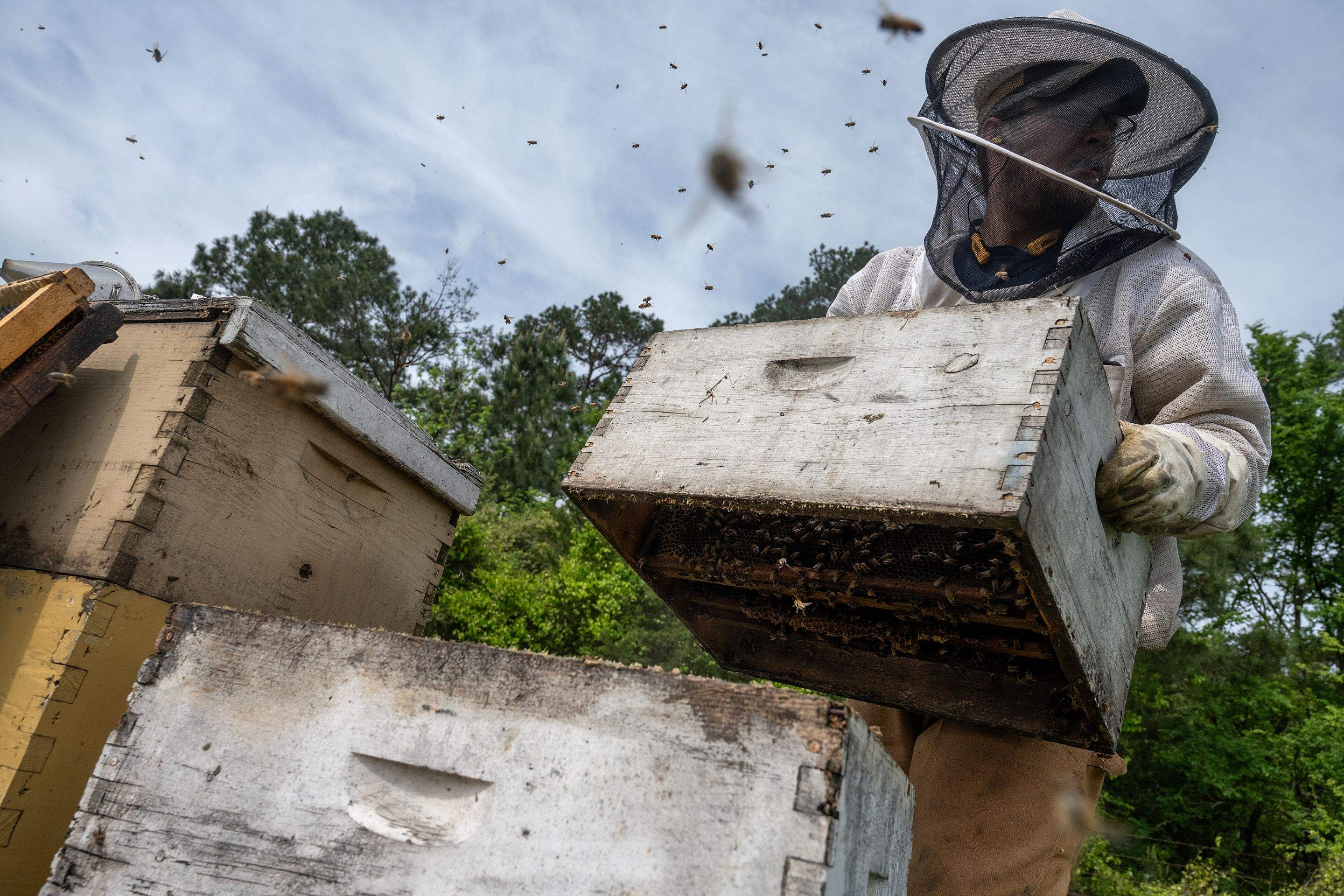 Splits in East Texas by Rockwall Honey Bee Company