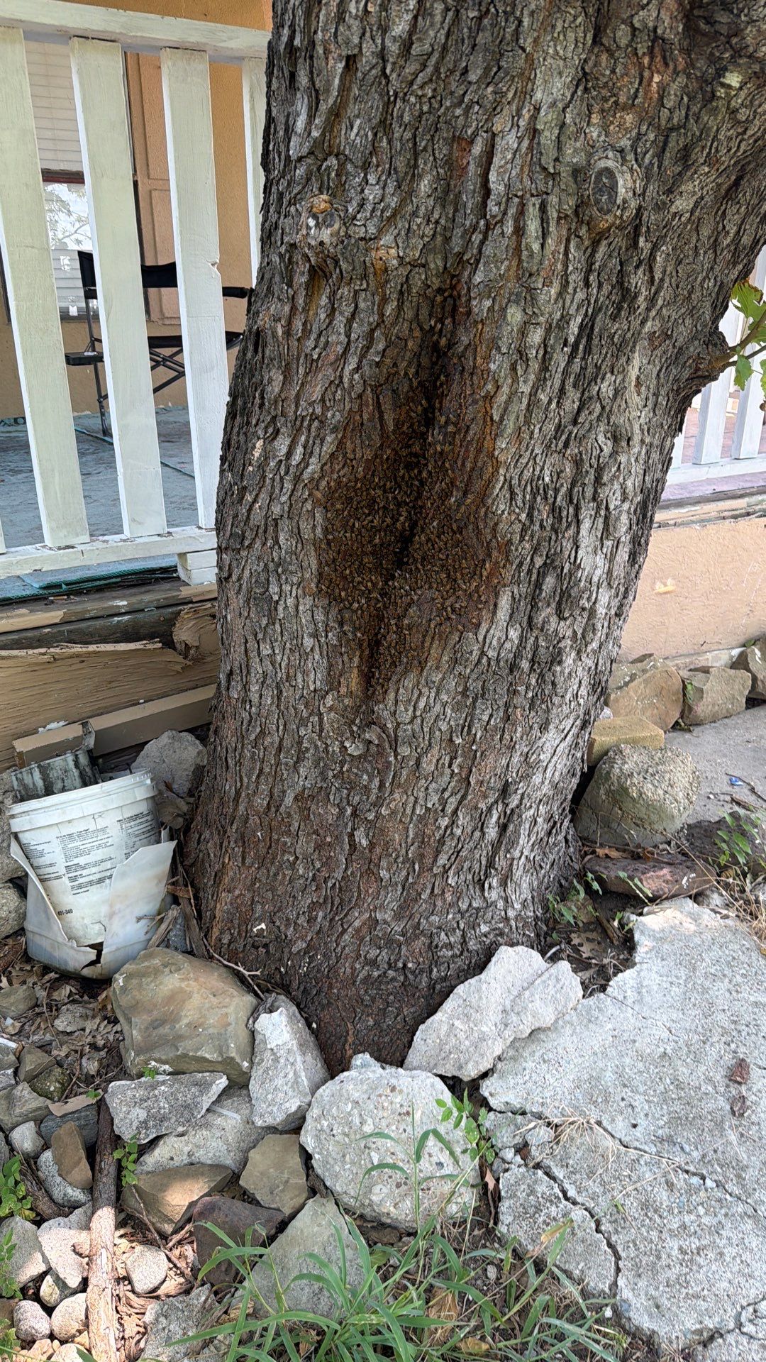 Chiesa Cavity Colony by Rockwall Honey Bee Company