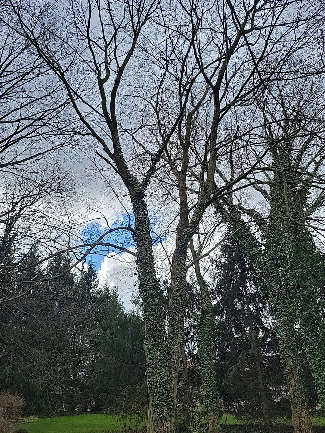 Tree Trimming using Tree Pruing by Mike Jones & Sons Tree Service LLC 