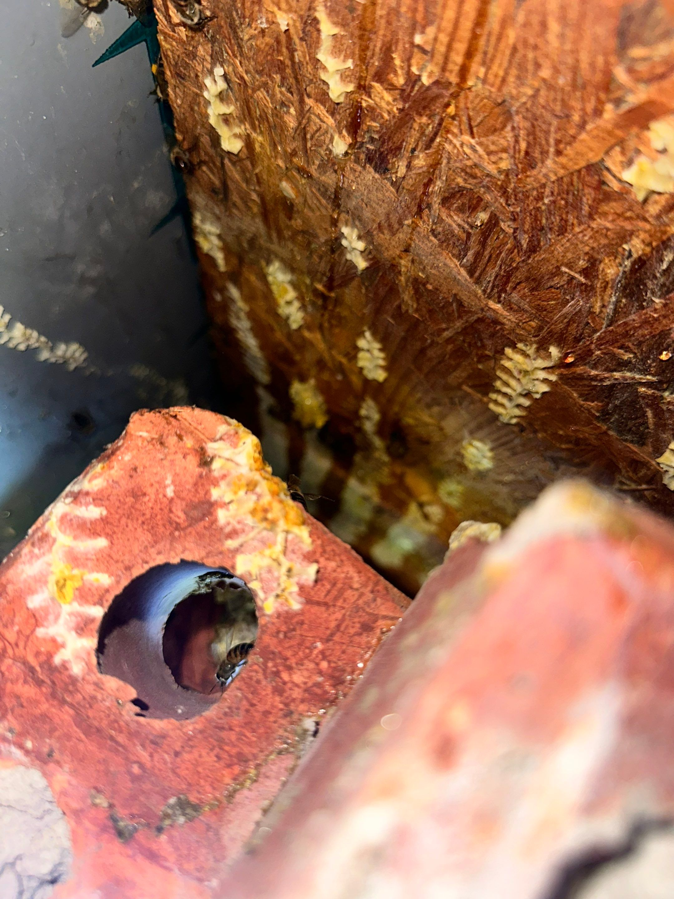 Bees Behind Bricks by Rockwall Honey Bee Company