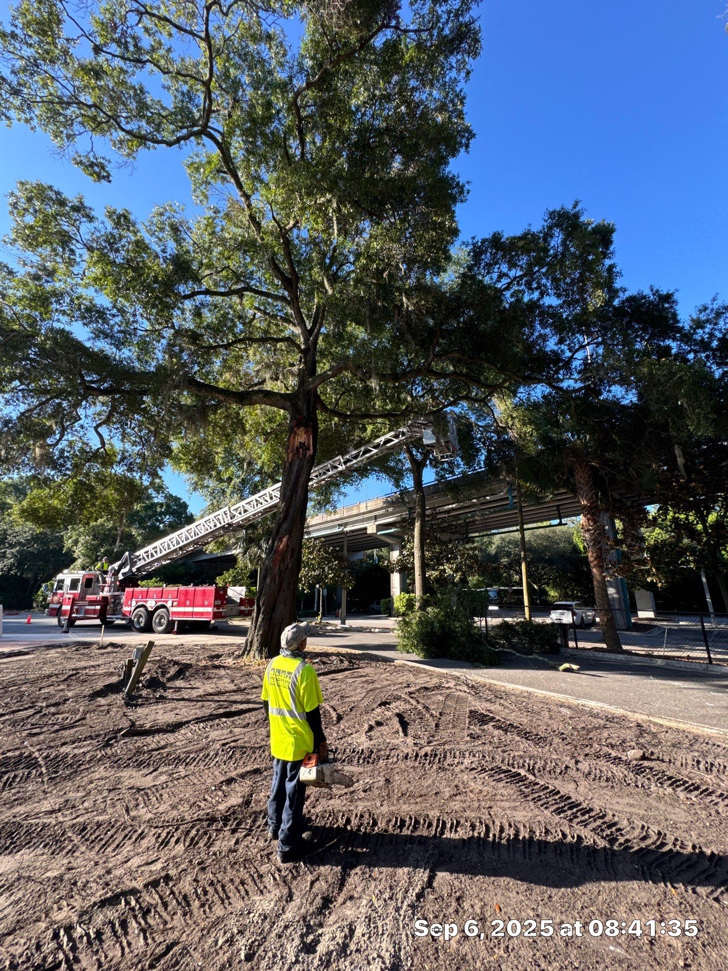 Welcome Center Tree Removal | Episcopal School of Jacksonville by ProGreen Services