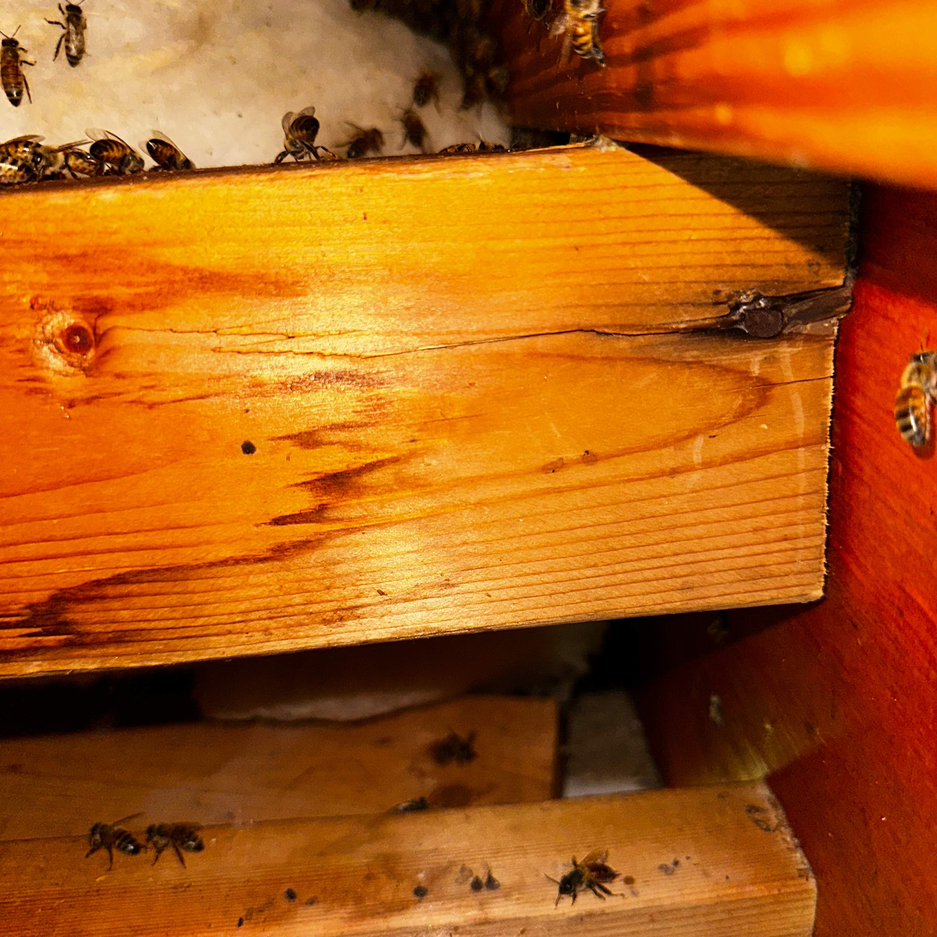 Ceiling Cutout by Rockwall Honey Bee Company