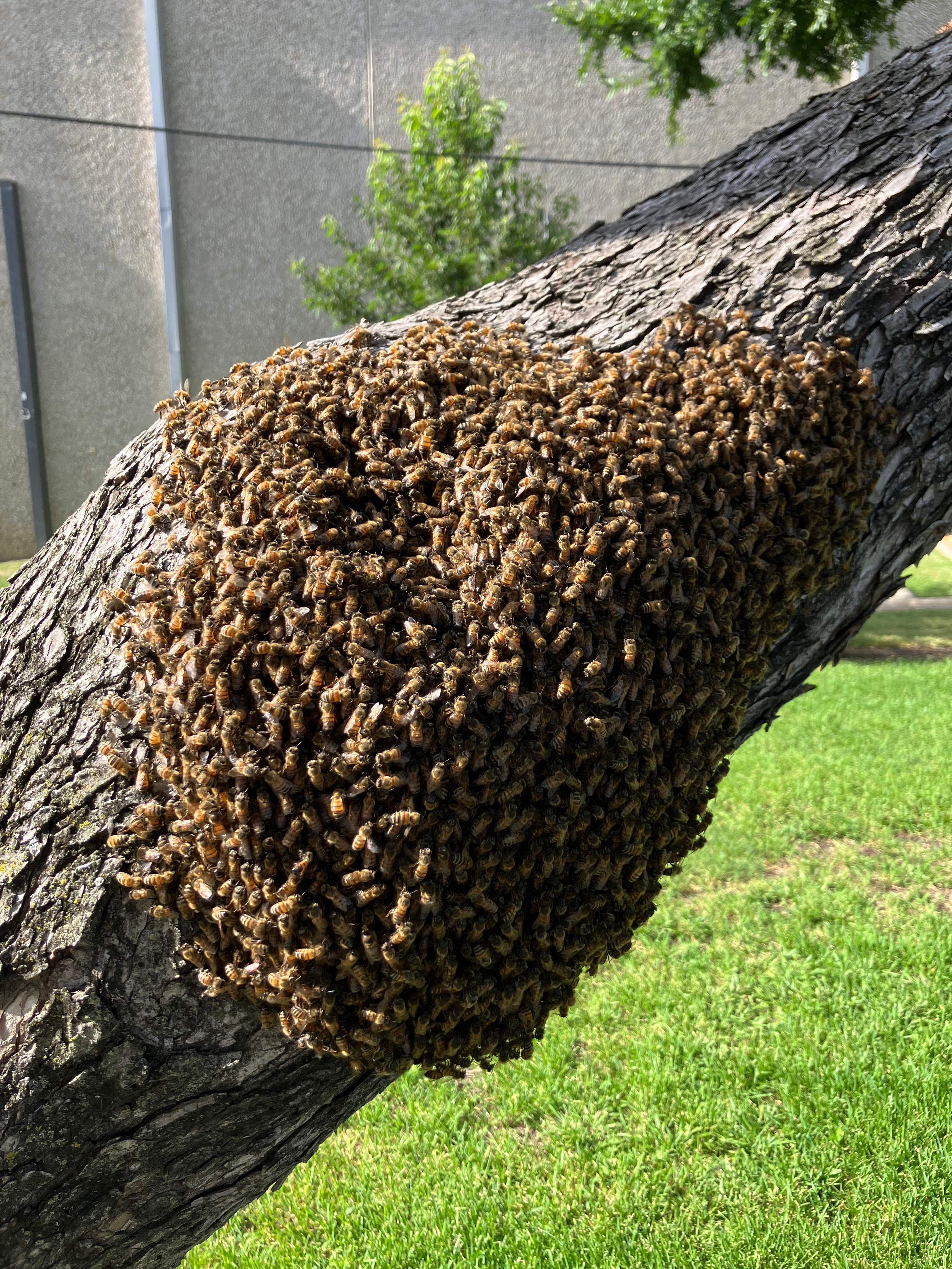 Favorite Tree Job by Rockwall Honey Bee Company