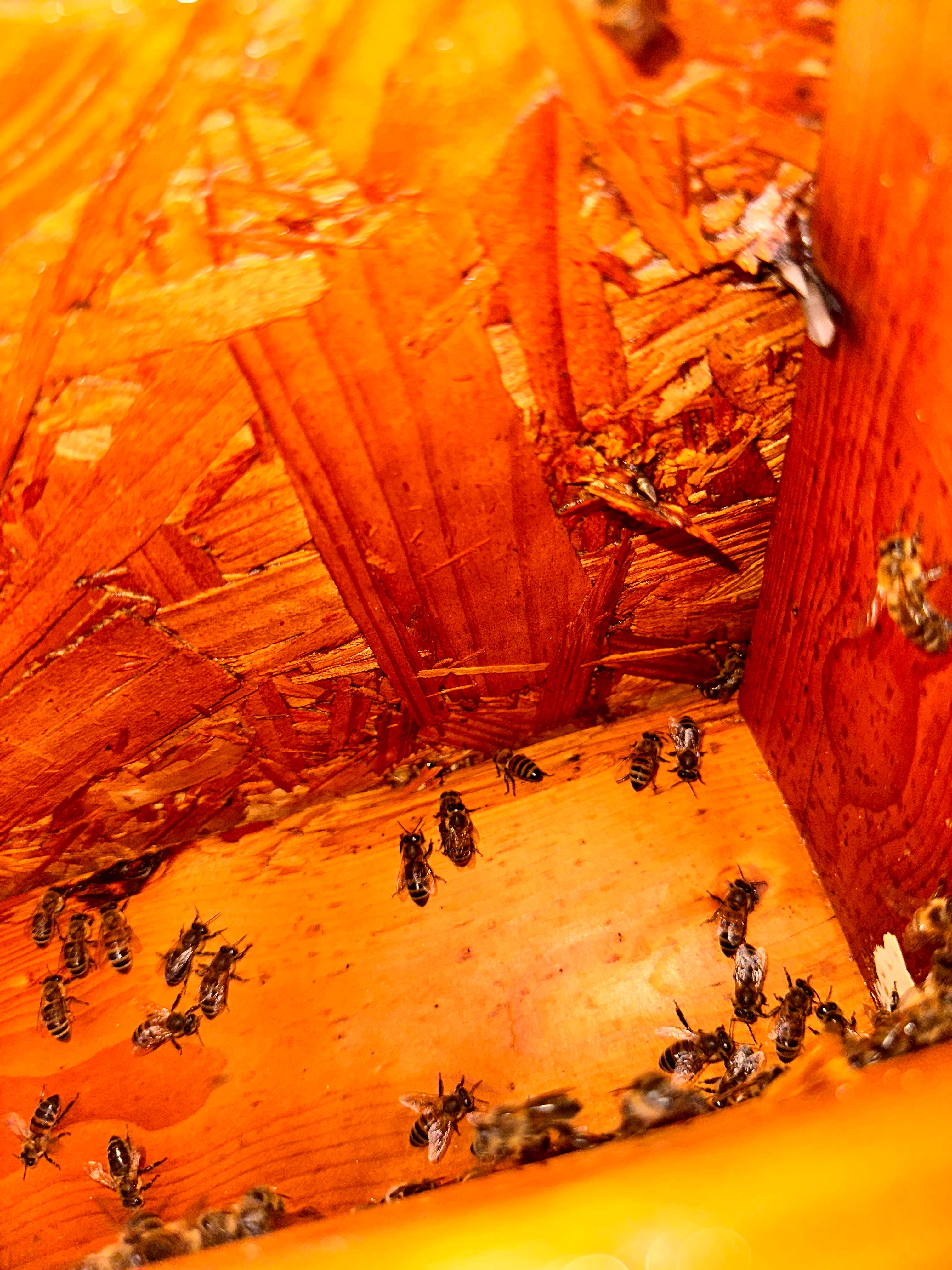 Sheetrock Bees by Rockwall Honey Bee Company