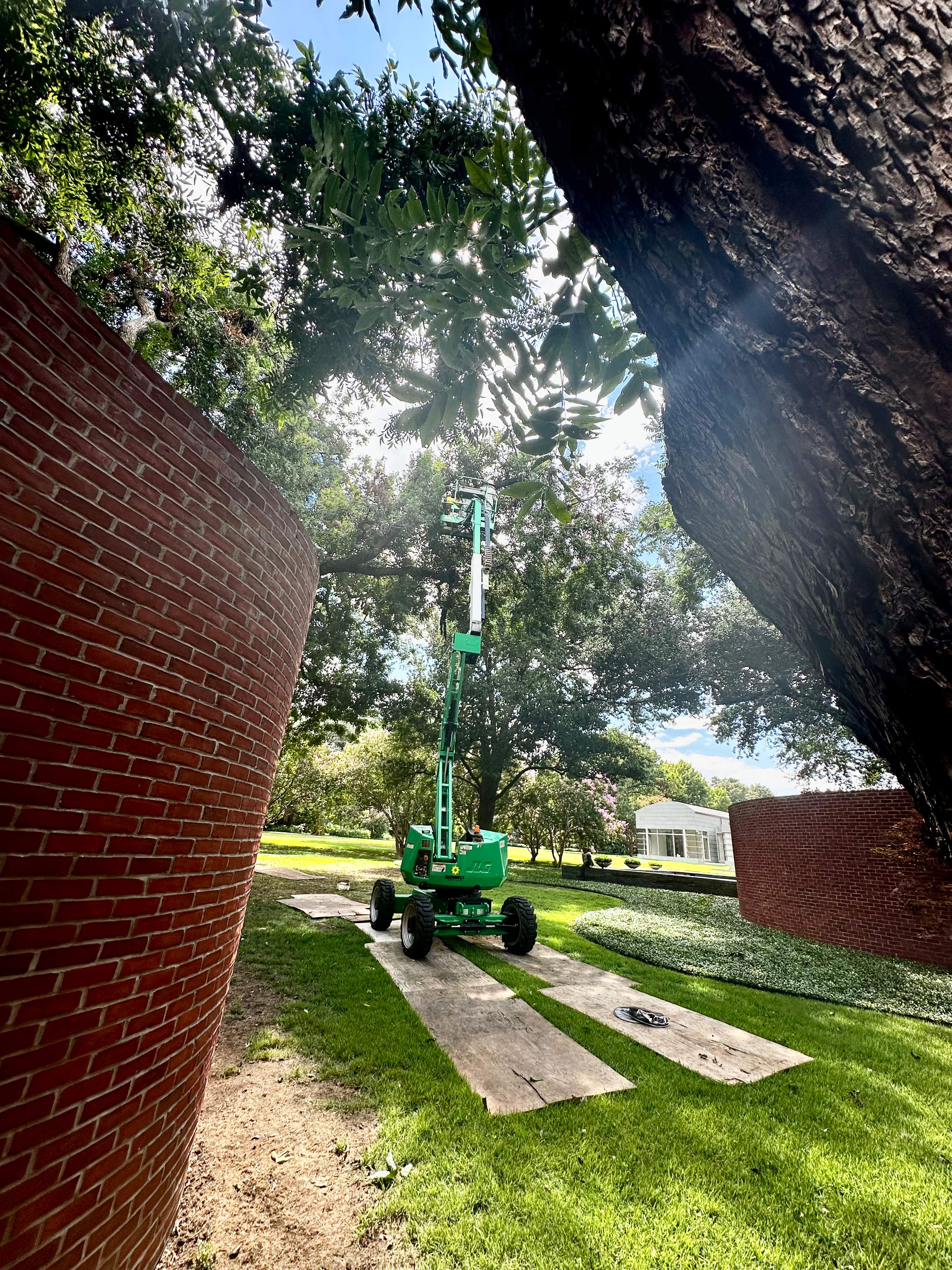 Open-Air Massive Colony by Rockwall Honey Bee Company