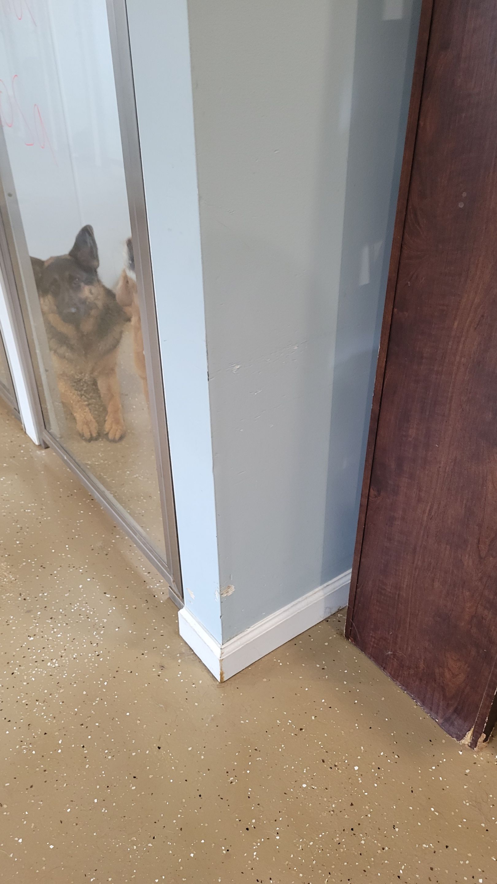 Kennel Floor Coating and Wall Painting using Penntek by Spectrum Painting, LLC
