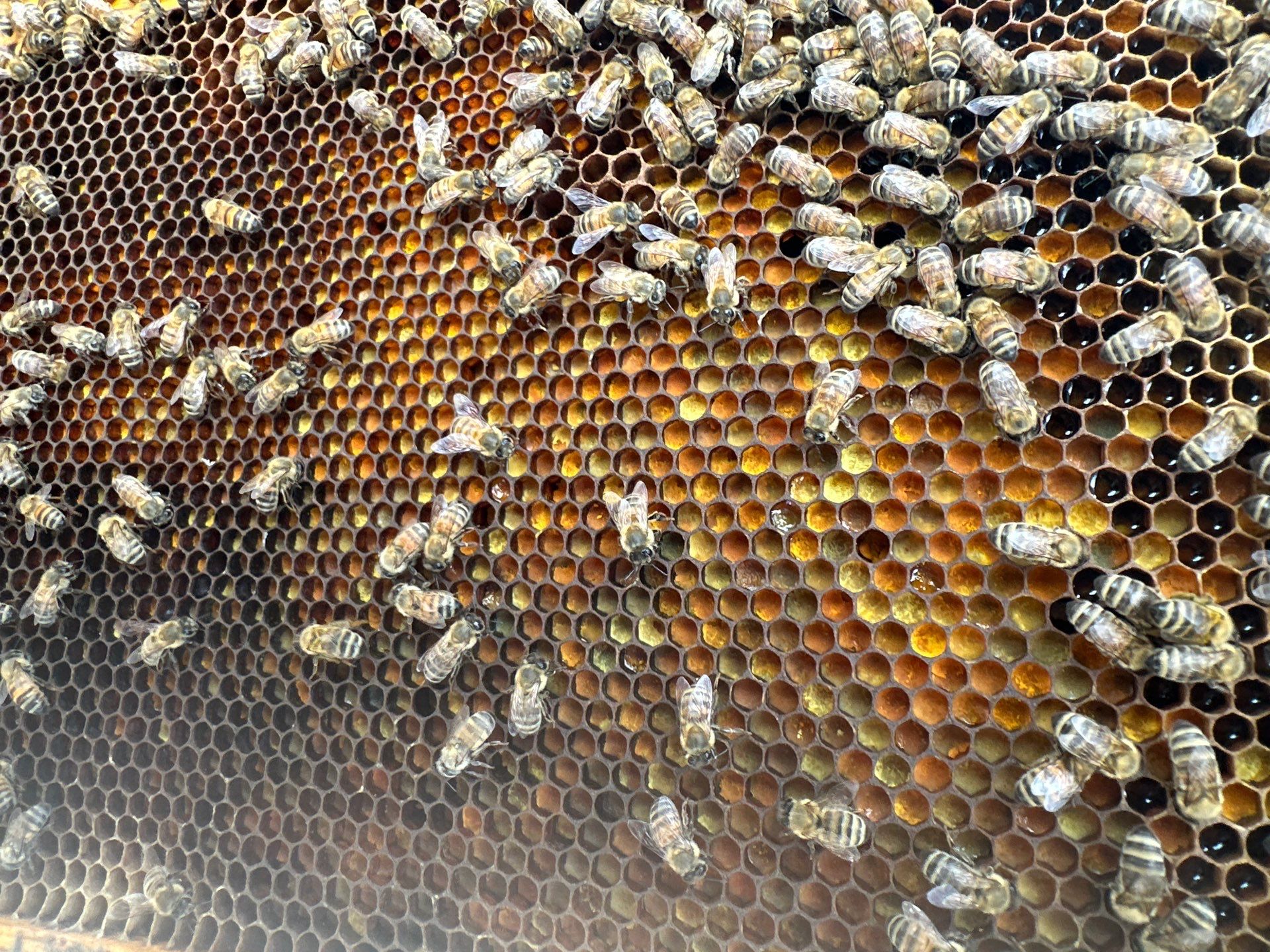 Anchovies on your Apiary by Rockwall Honey Bee Company
