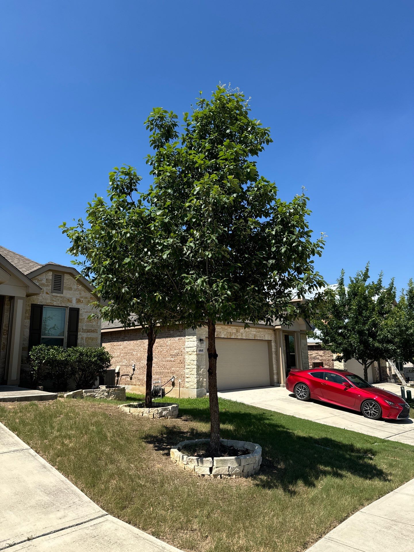 Wortham Oaks - San Antonio, TX by Hole In One Lawns, LLC