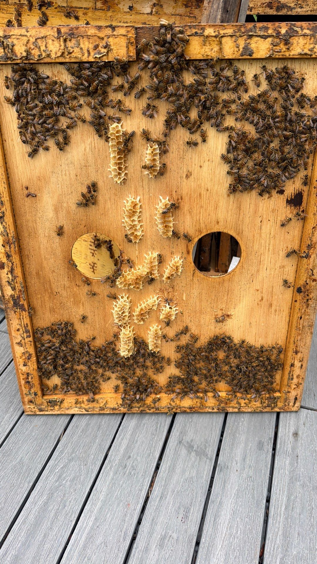 Platform Precious Population by Rockwall Honey Bee Company