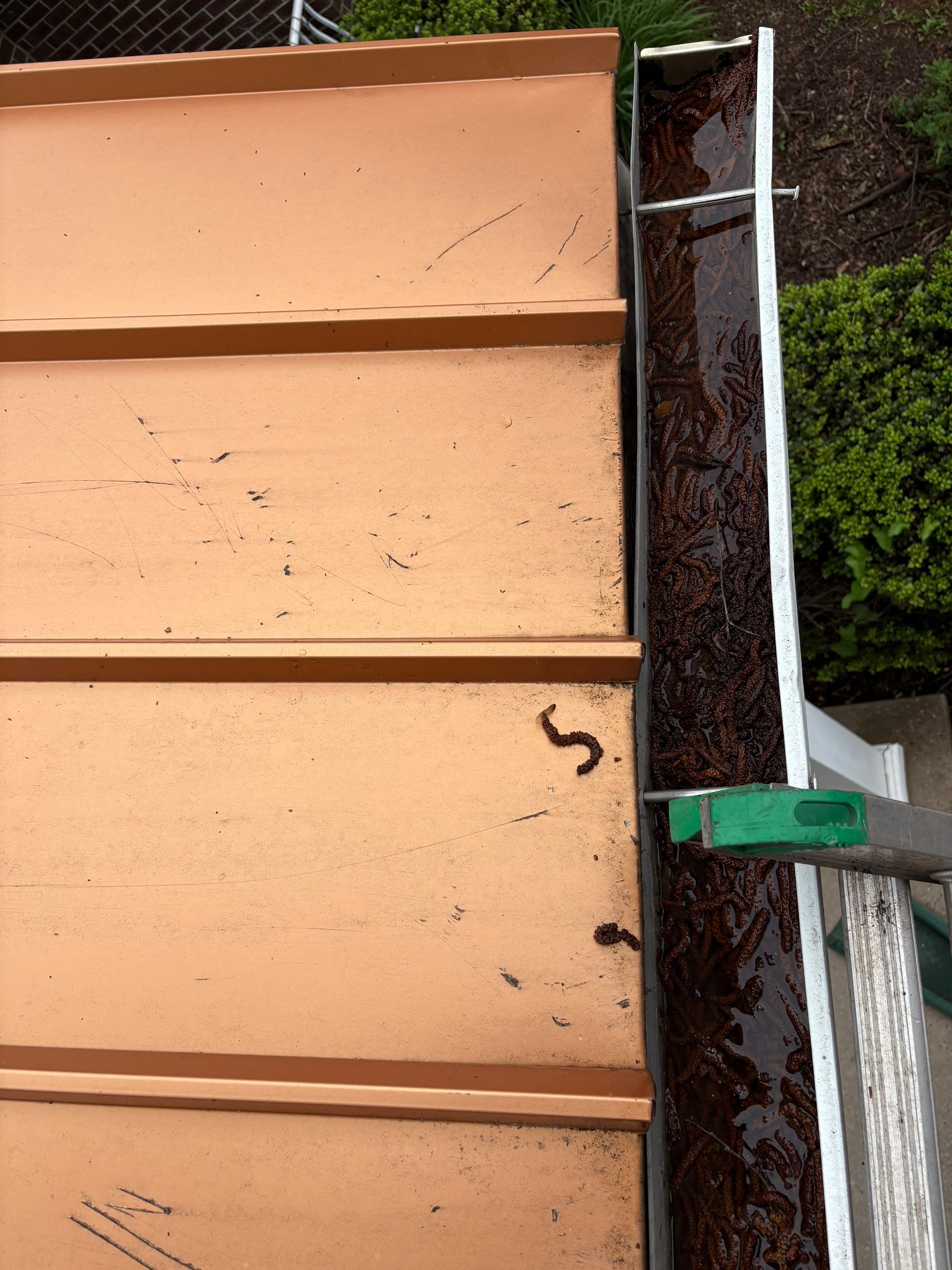 Commercial gutter cleaning Edison & New Brunswick before photo with filled gutters