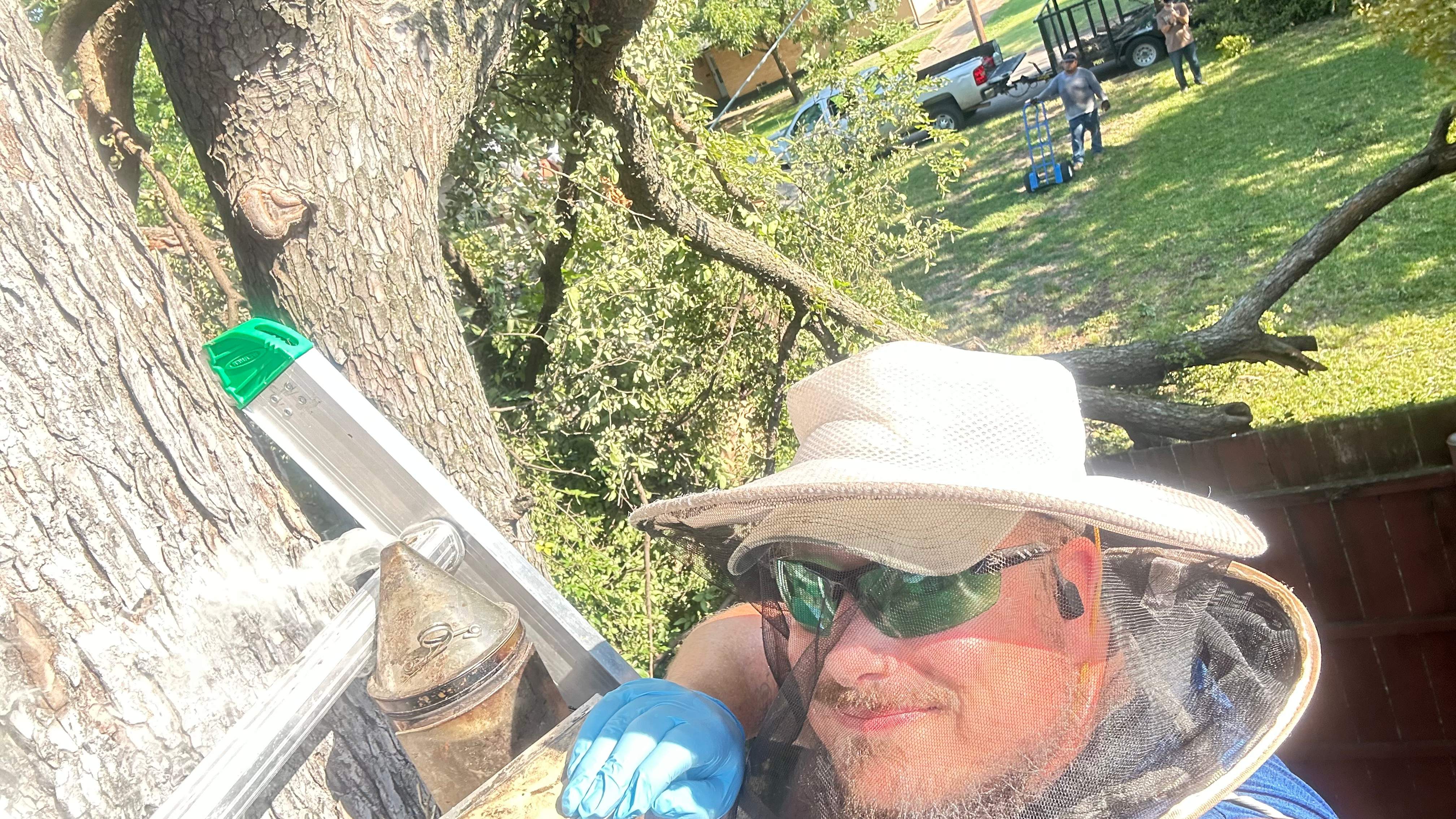 Tree Service Help  by Rockwall Honey Bee Company