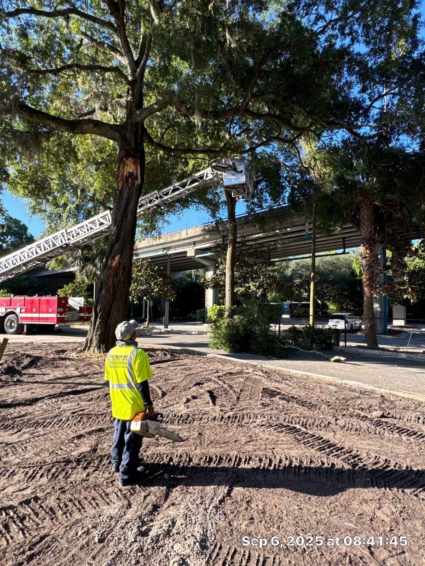 Welcome Center Tree Removal | Episcopal School of Jacksonville by ProGreen Services